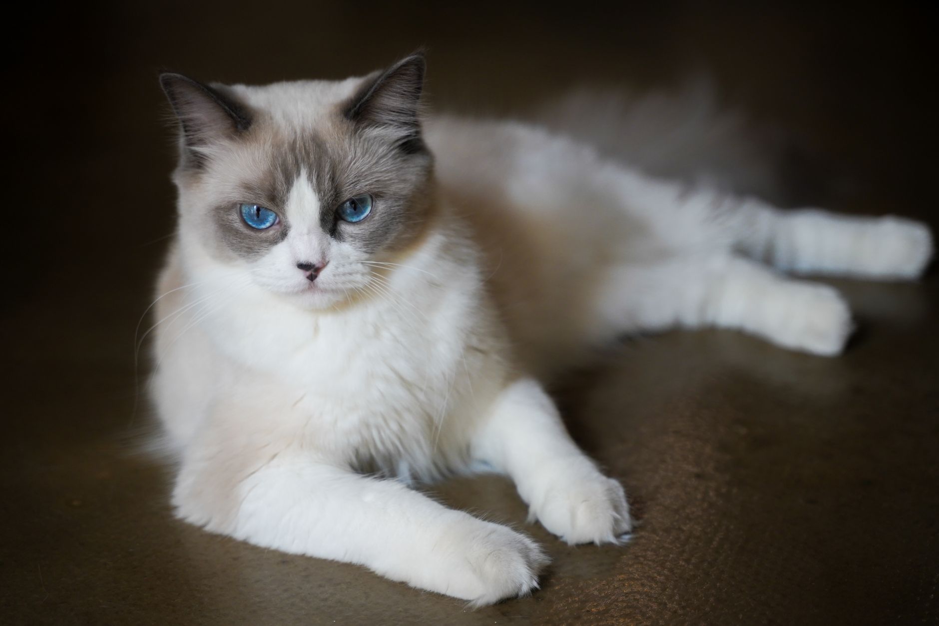 #8 — The Ragdoll Goes Limp With Depression When Solo