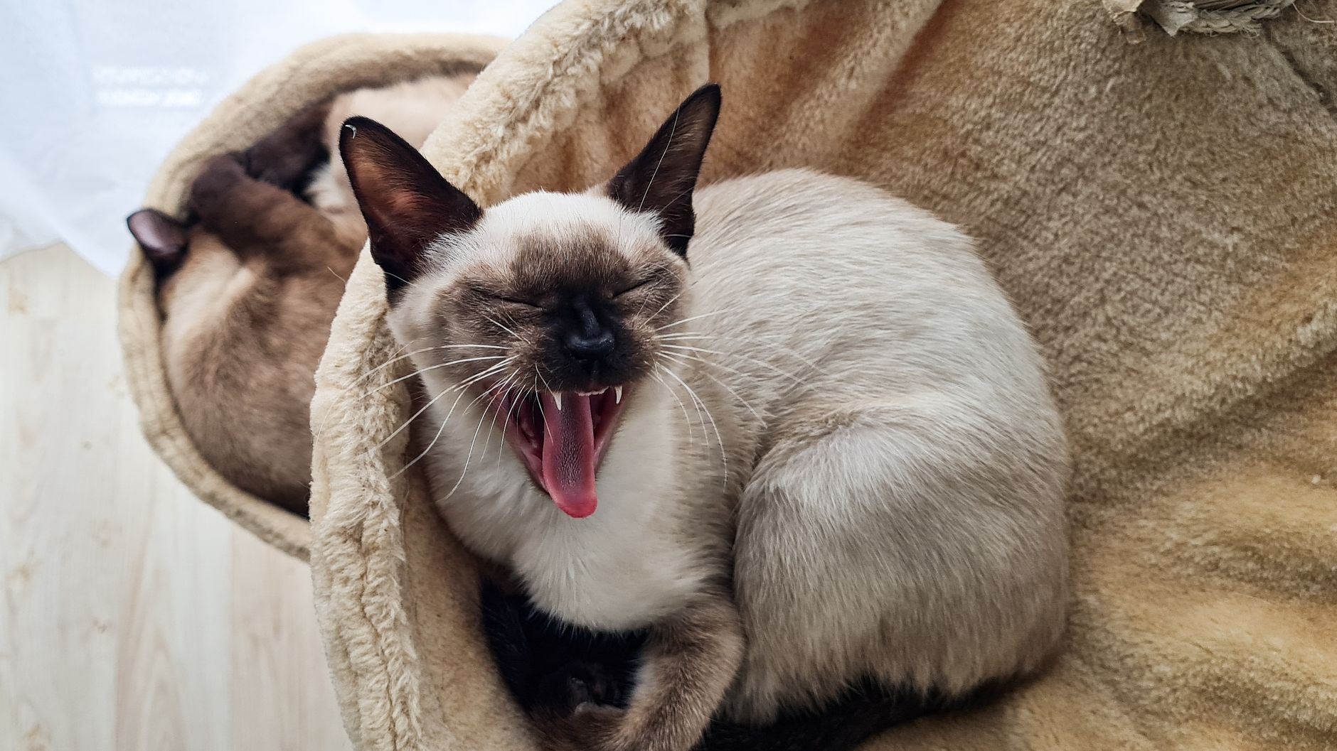#7 — Tonkinese Cats Develop Destructive Behaviors in Hours, Not Days