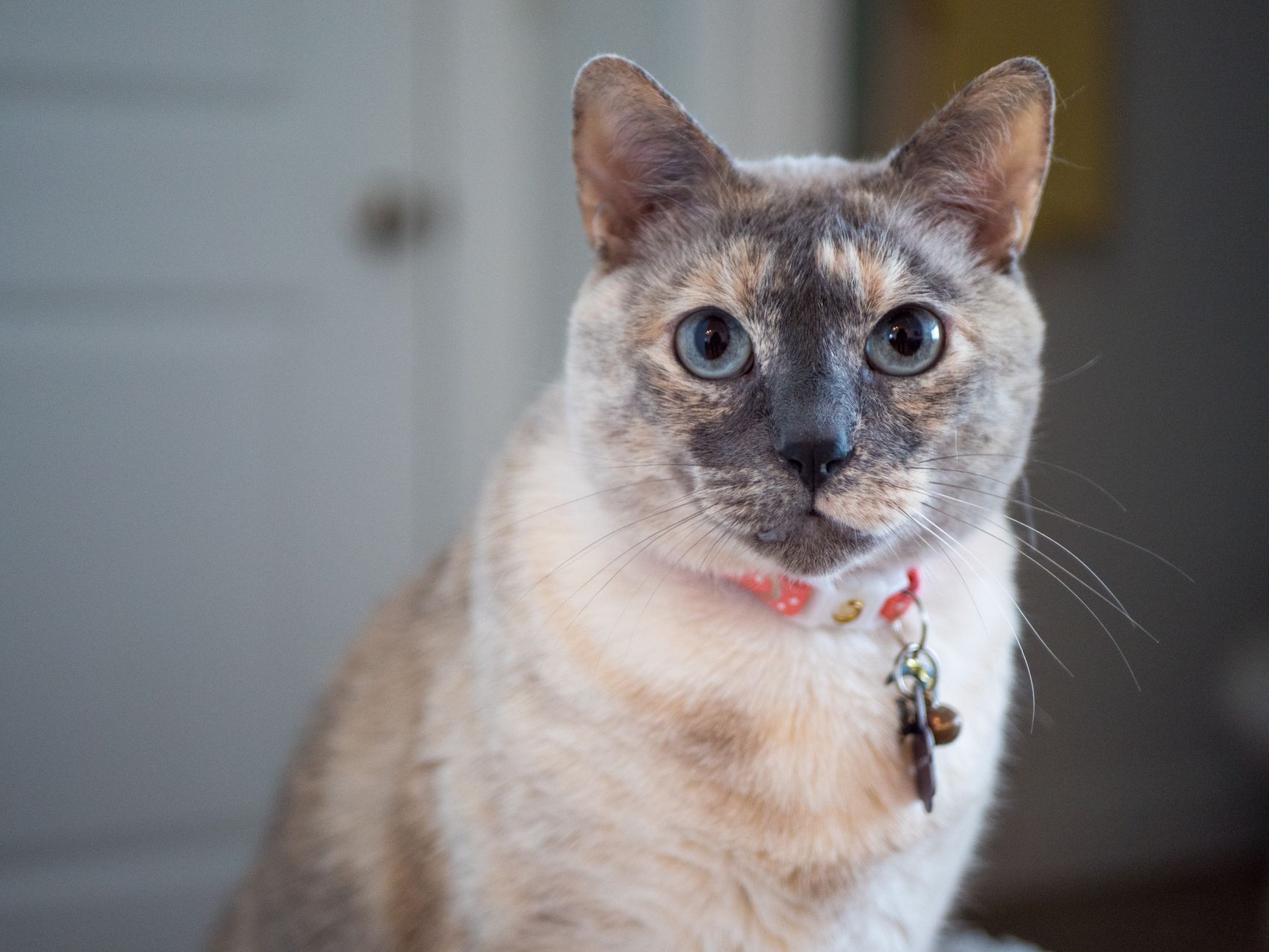 #9 — Siamese Cats Vocalize Until Neighbors Complain