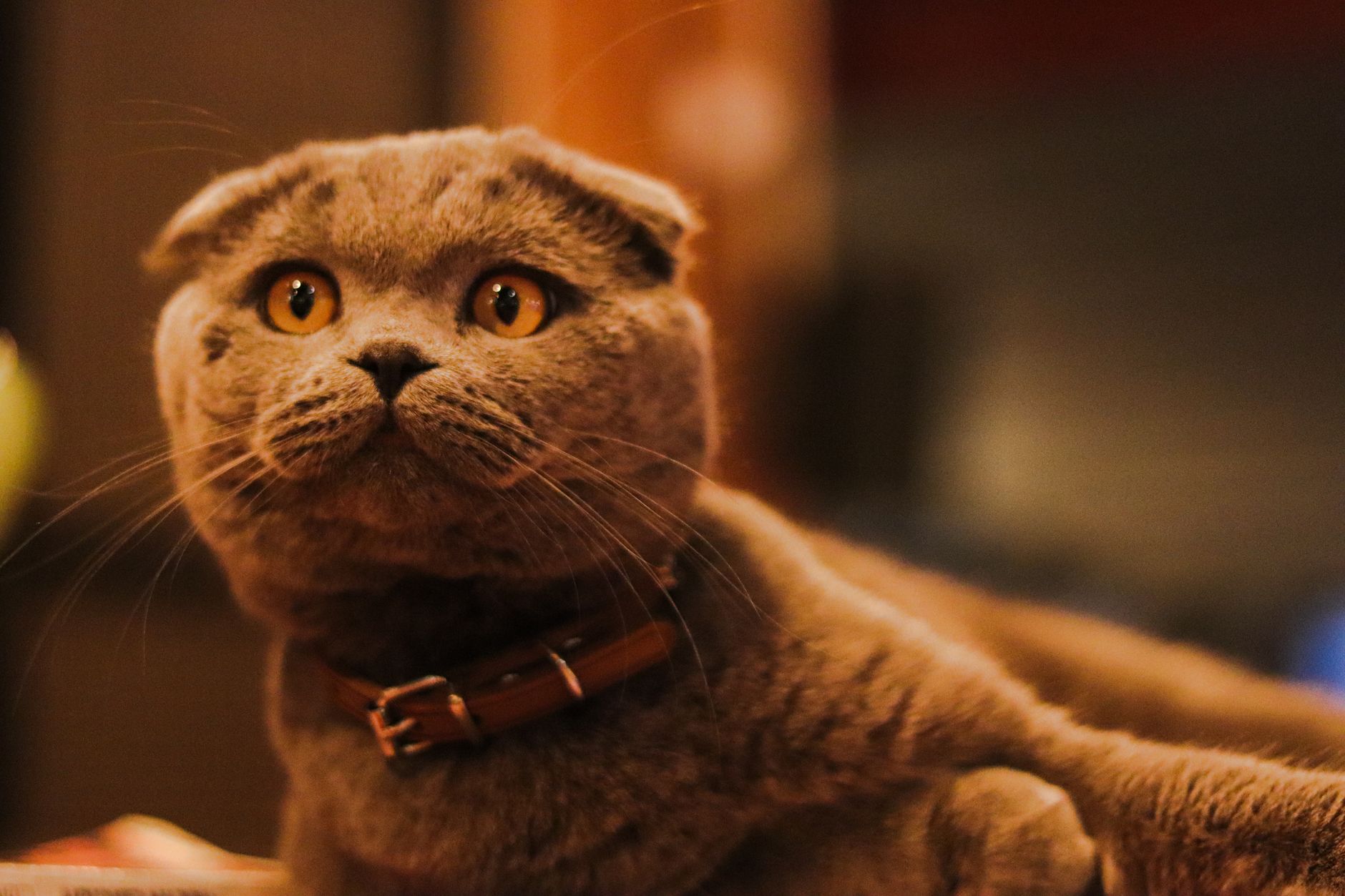 #3 — The Scottish Fold Develops Physical Illness From Loneliness
