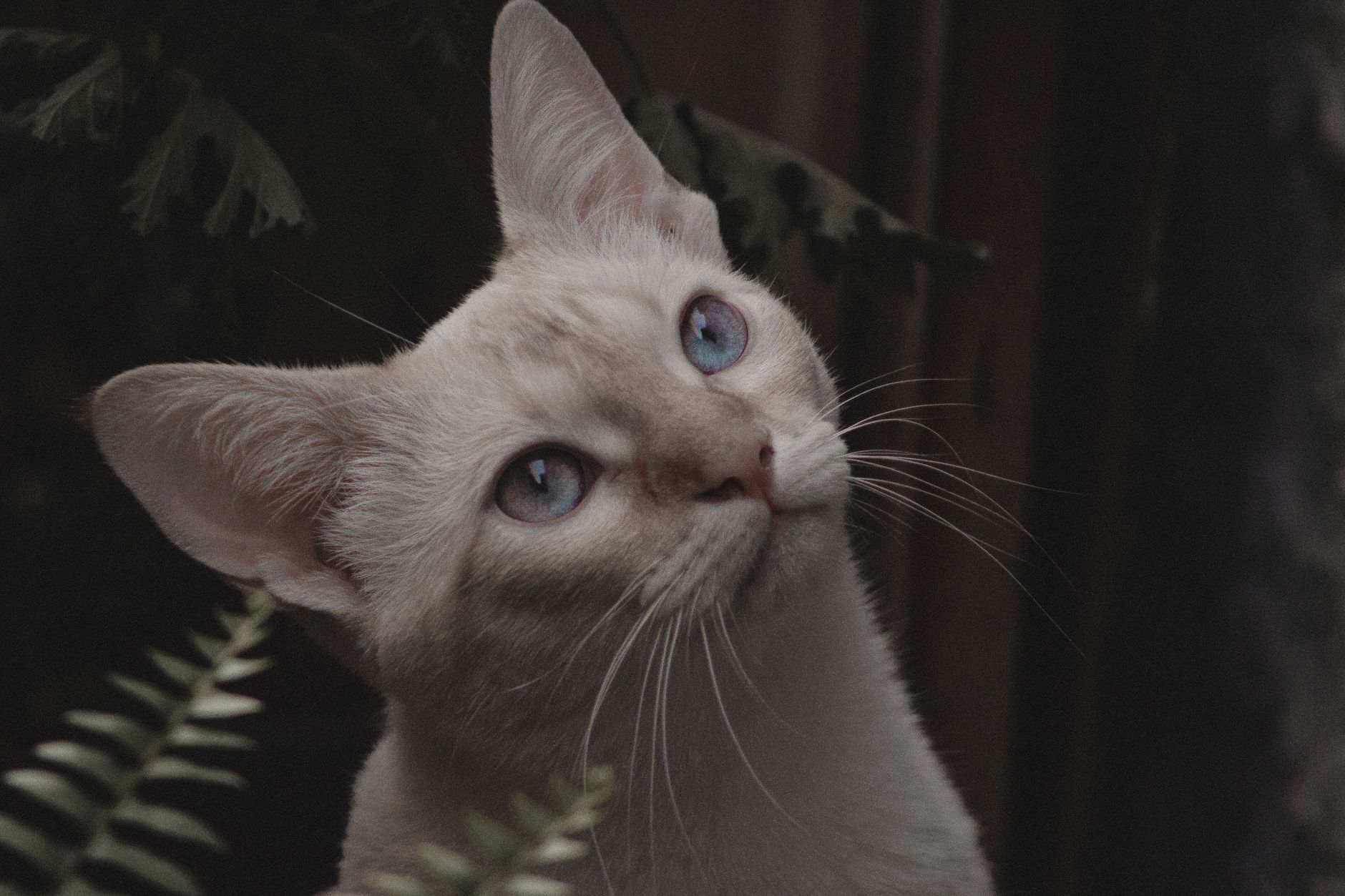 #10 — The Burmese Will Literally Follow You Room to Room
