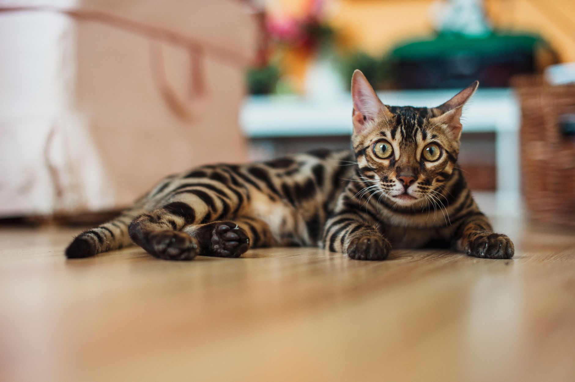10 Cat Breeds That You Just Can't Leave Alone At Home