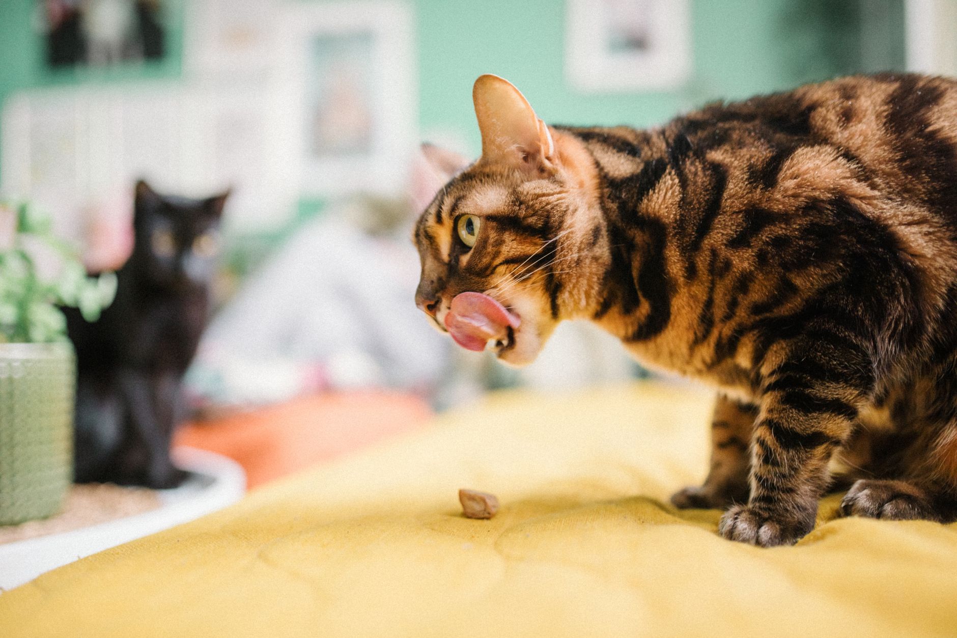 #5 — Abyssinians Demand Constant Mental Stimulation or They'll Create It