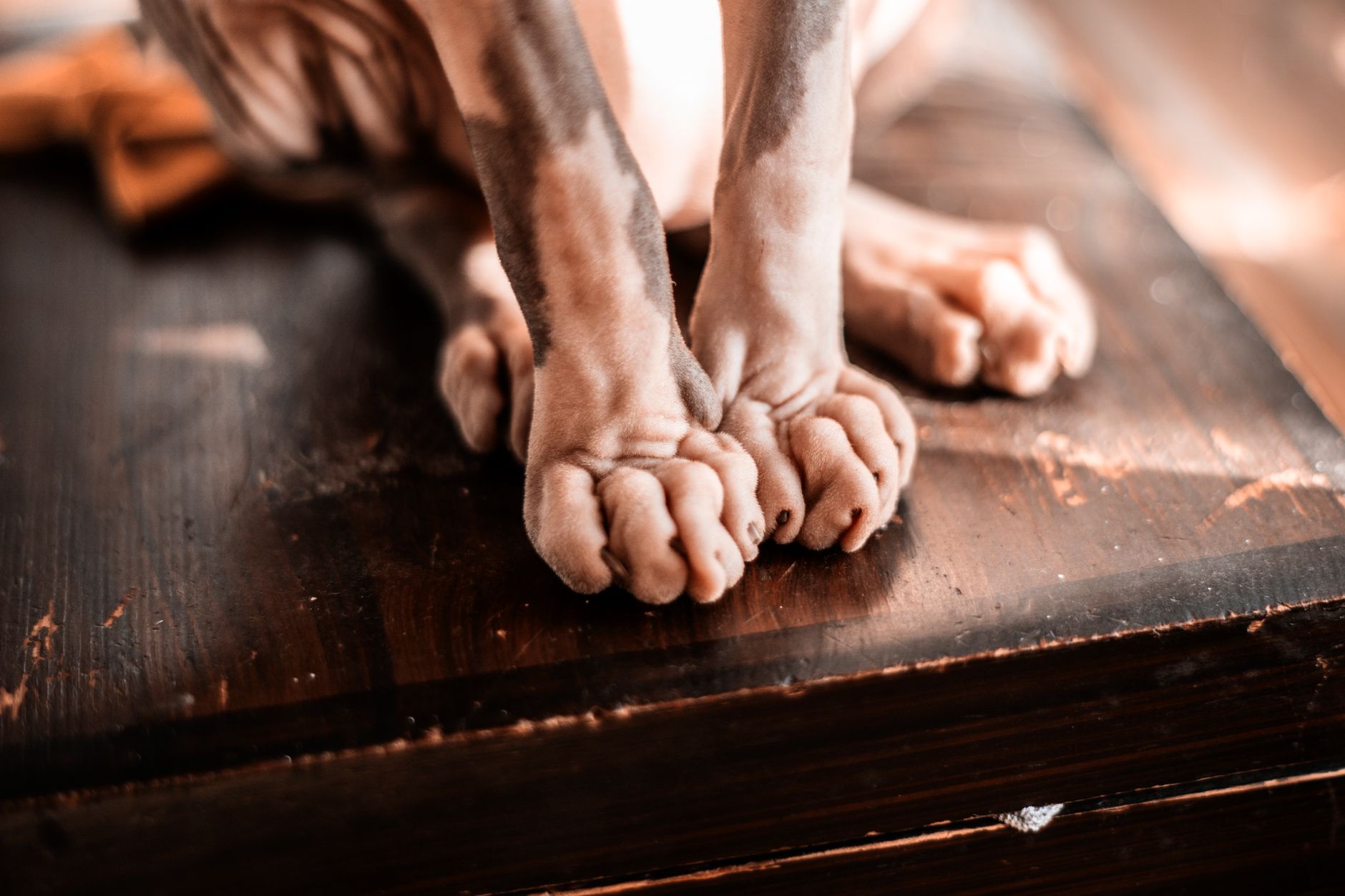 #6 — The Sphynx Gets Cold and Anxious Without Body Heat