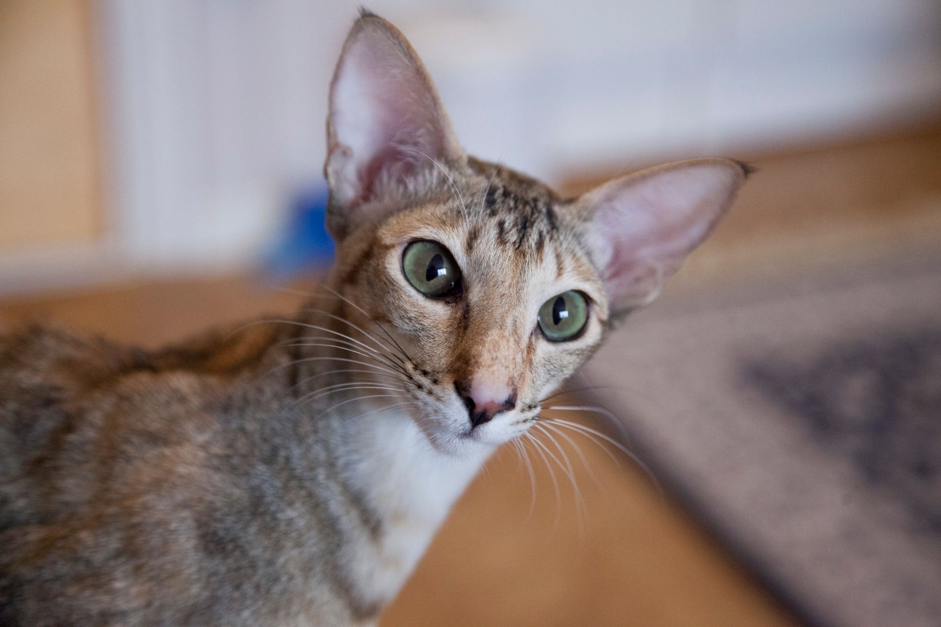 #2 — The Oriental Shorthair Will Scream Itself Hoarse