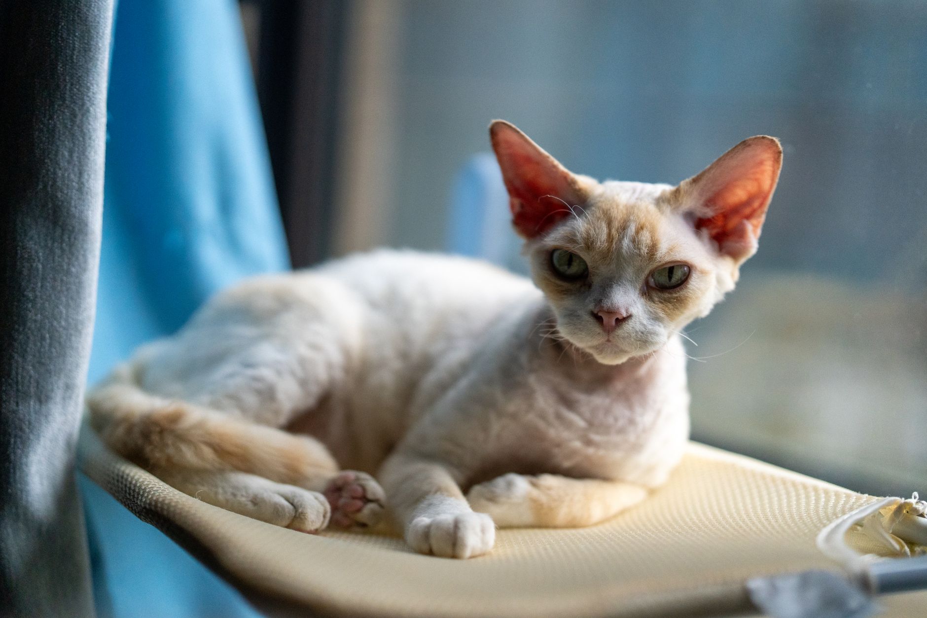 #1 — The Devon Rex Forms Attachments So Intense They're Considered Codependent