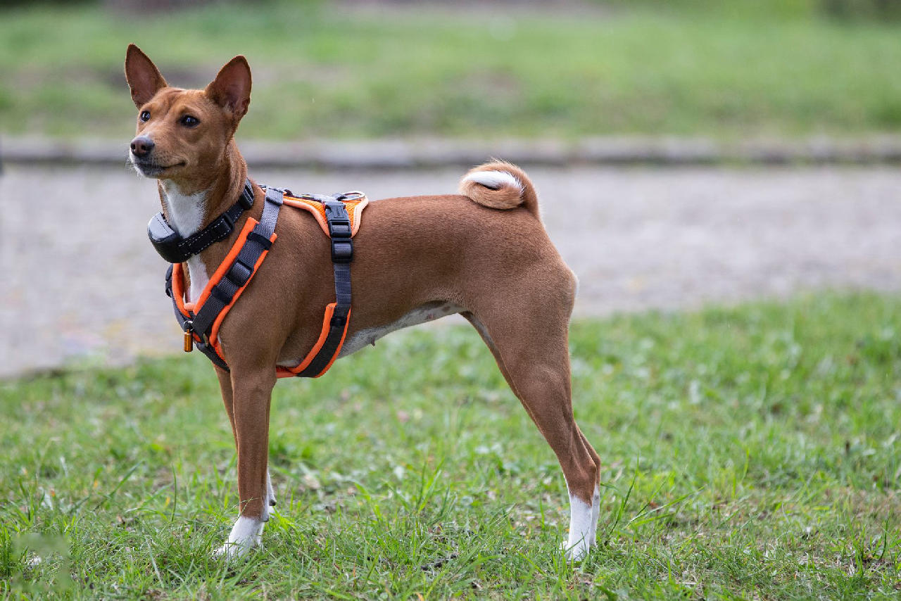 Breading Digest 7 Dog Breeds That Are Notoriously Slow to House-Train - Doggodigest
