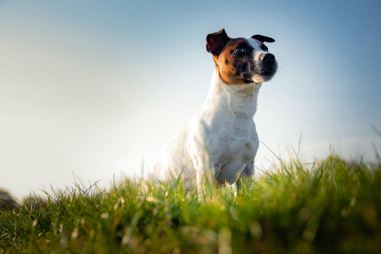 Breading Digest 7 Dog Breeds That Are Notoriously Slow to House-Train - Doggodigest