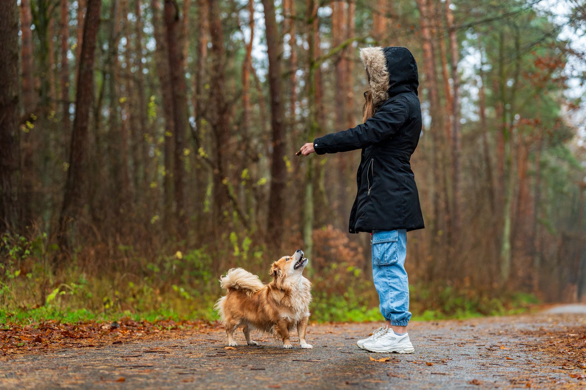 #3 — They Refuse Commands They Normally Obey