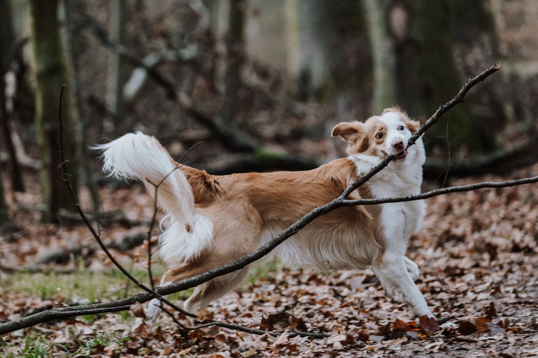 #8 — They Bring You Toys Without Wanting to Play