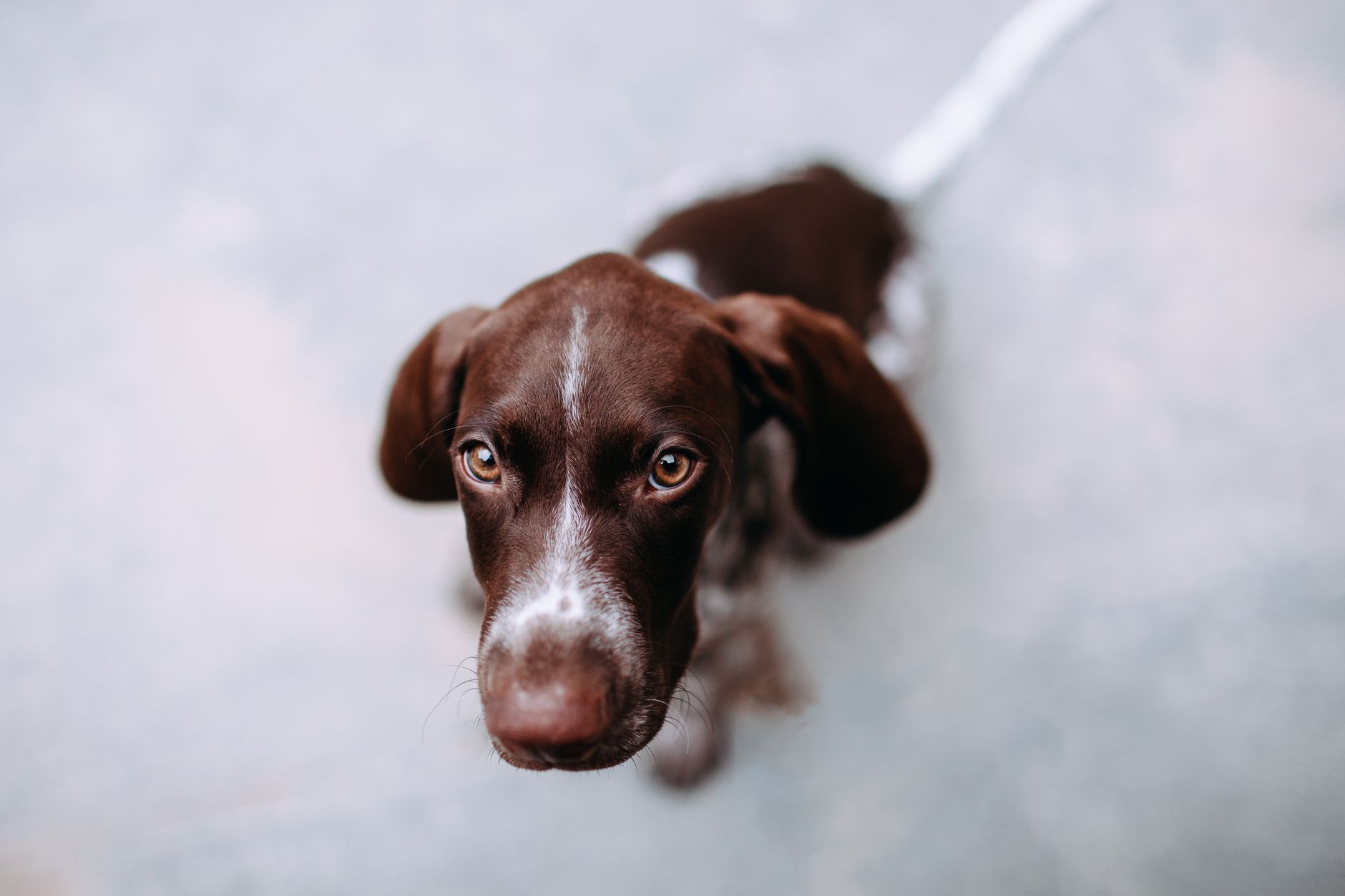 Bonus — The One Question Your Vet Asks That Changes Everything