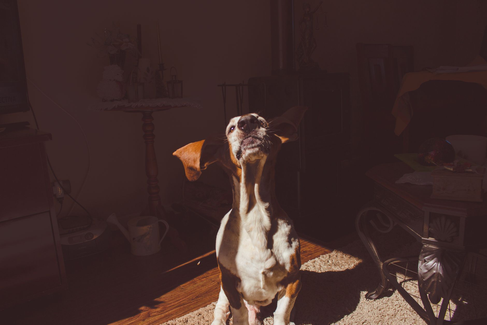 #8 — How the Light Moves Through the Day