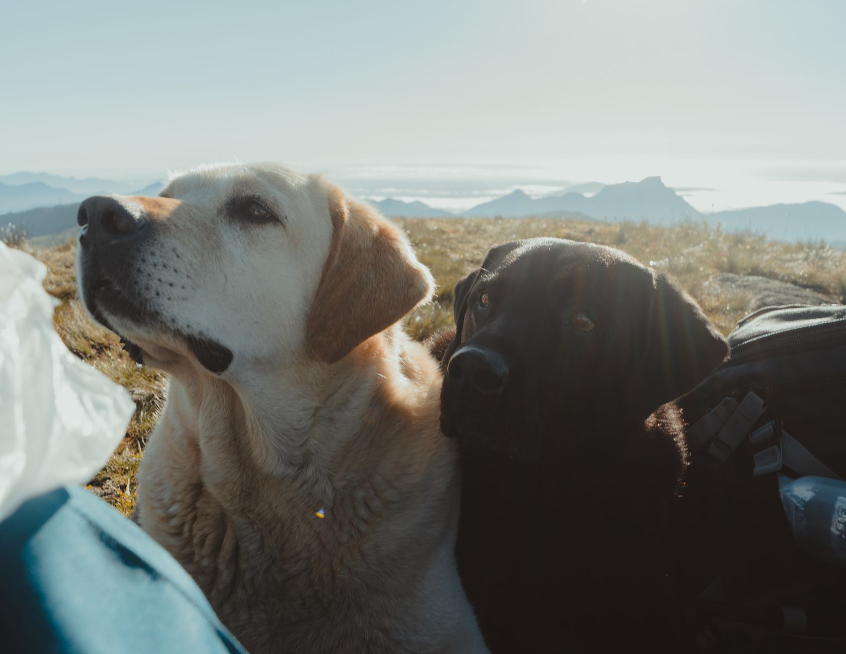 #4 — Where They Feel Safest Sleeping