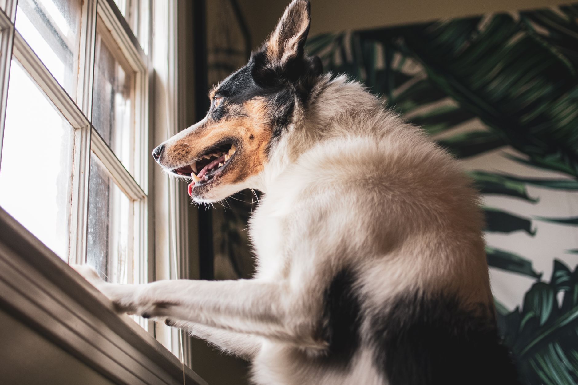14 Things a Dog Sorts Out in Its First Hour in a New House