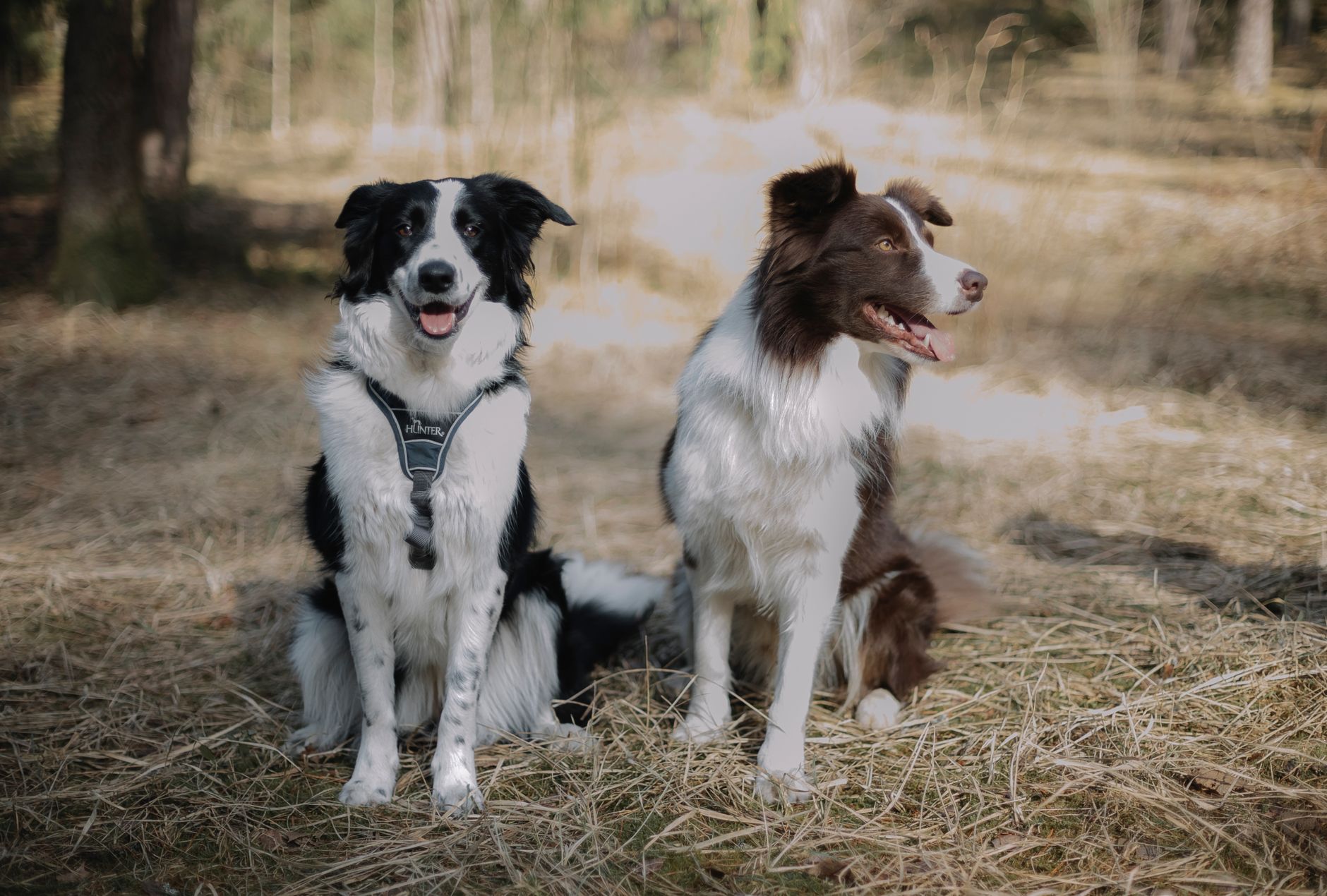 #4 — Border Collie Reads You Before You Move