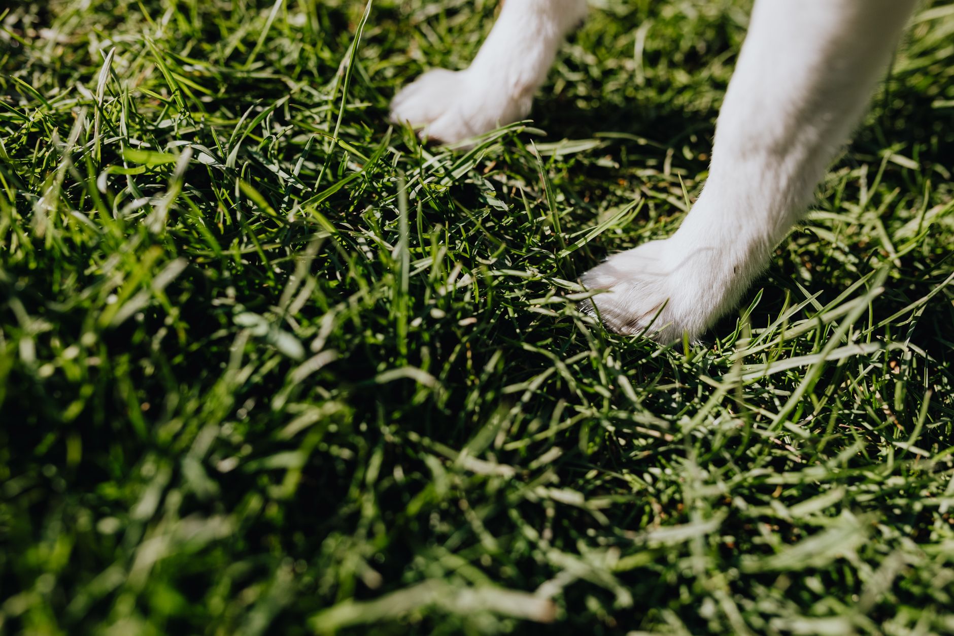 #10 — Eating Grass and Then Vomiting