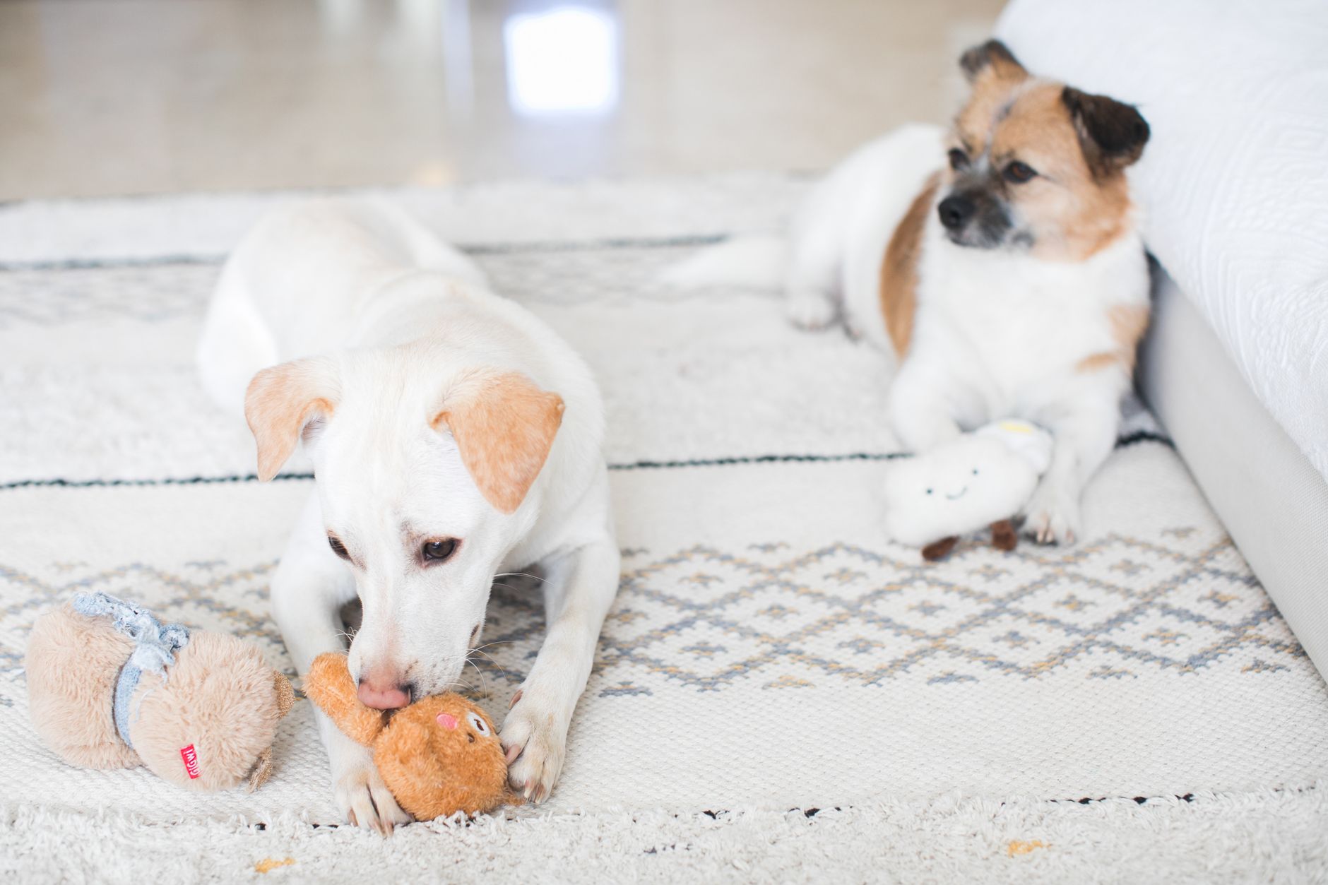 #4 — Destroying Toys Within Minutes