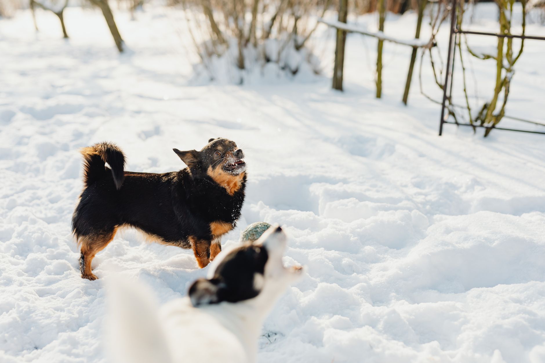 #5 — Barking at Nothing You Can See