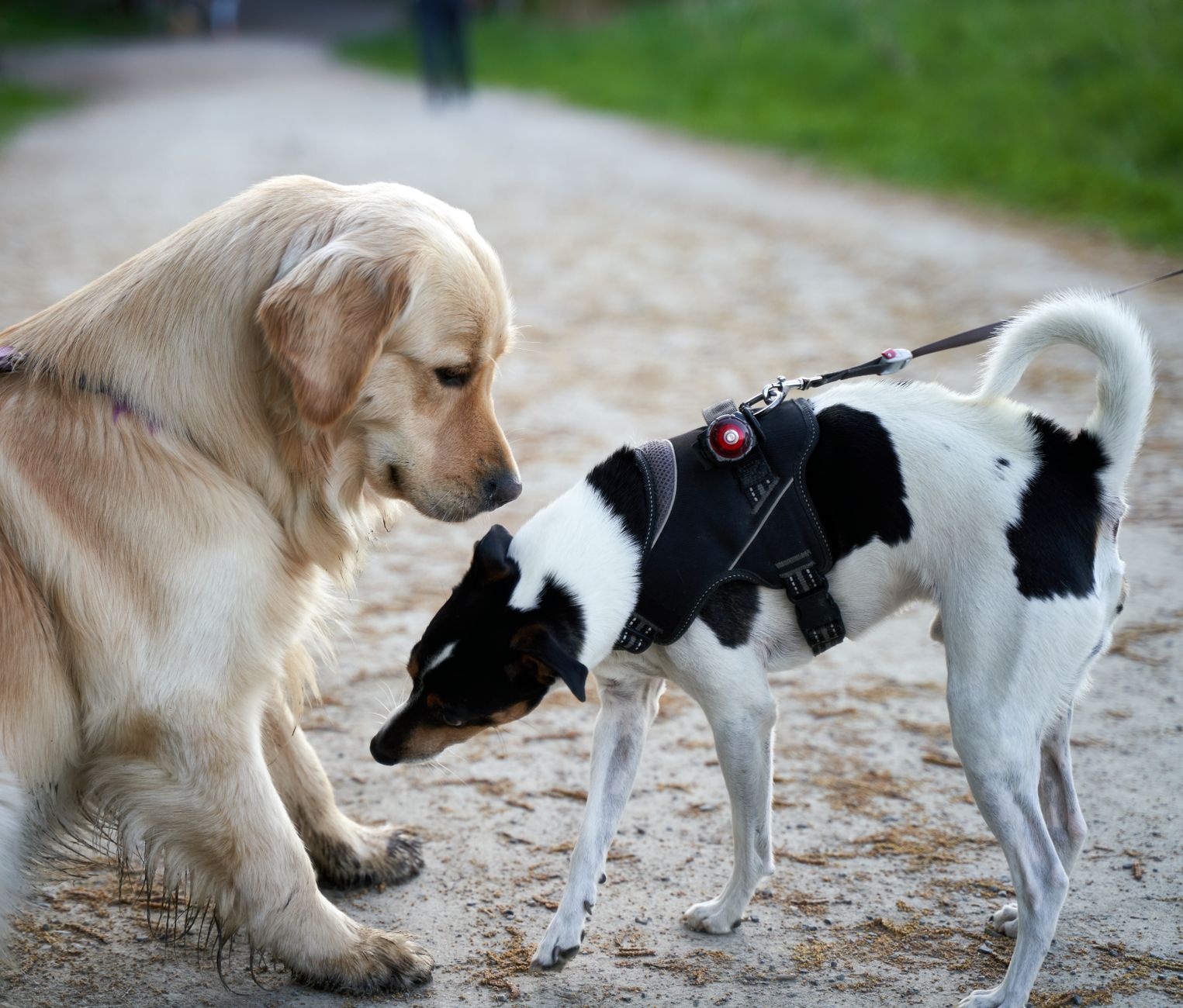 #13 — Sniffing Other Dogs' Rear Ends Immediately