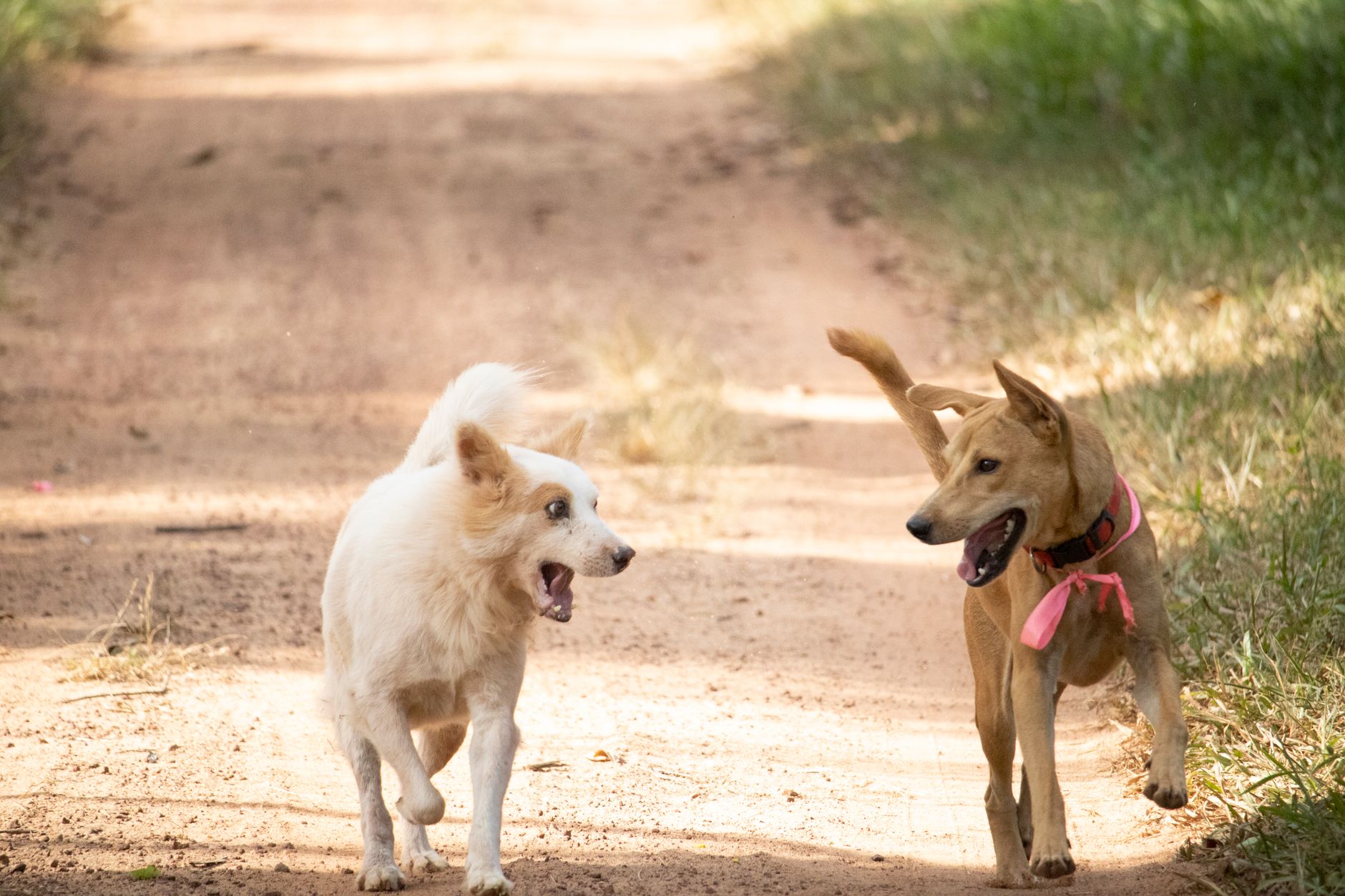 #9 — Rolling in Dead Animals or Feces
