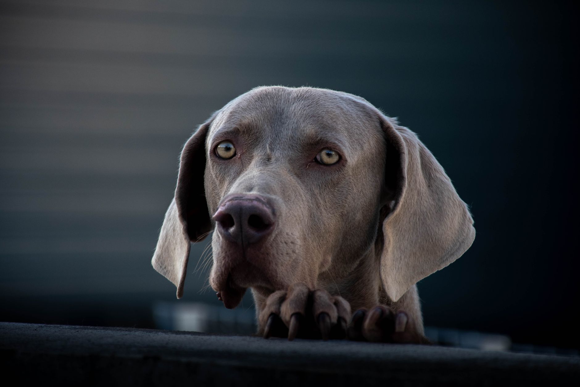 #3 — Staring at You While They Defecate