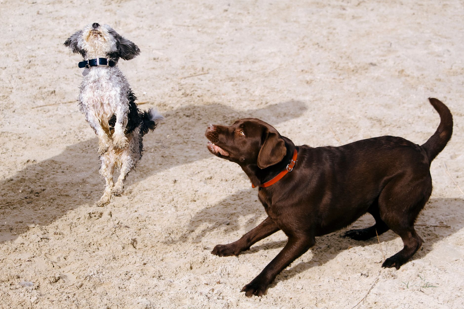 #11 — Jumping Up on Visitors at the Door