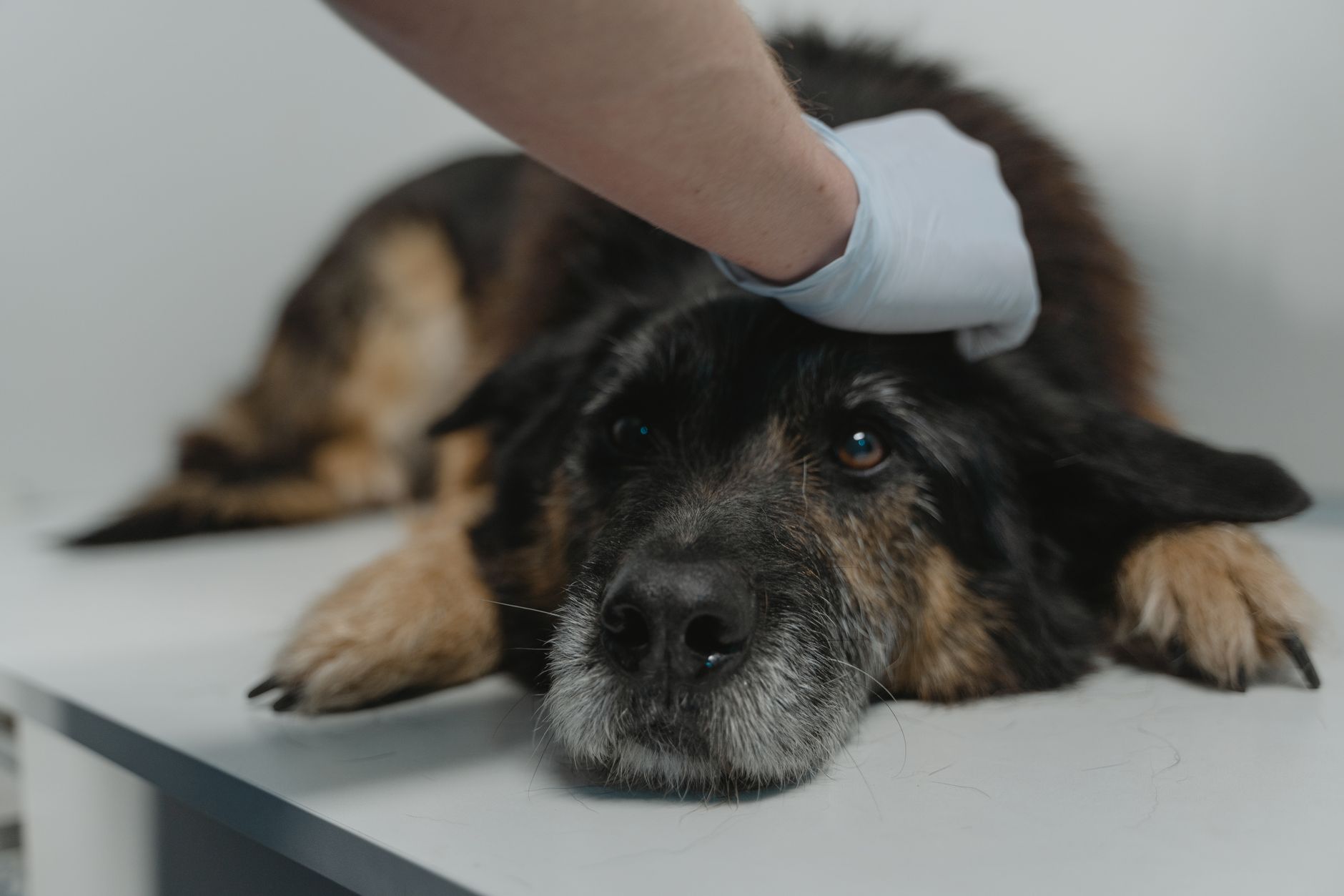 #11 — Dogs Don't Feel Guilty