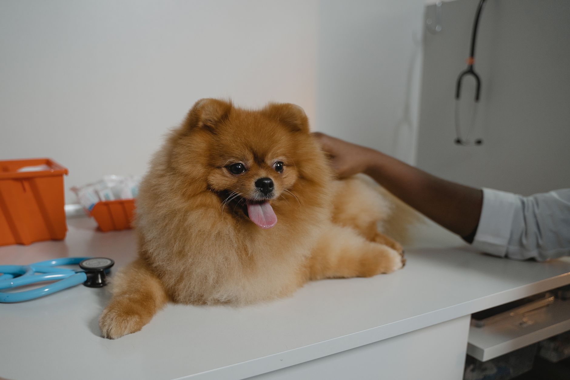 #8 — Puppies Don't Need to "Finish" a Heat Cycle Before Spaying