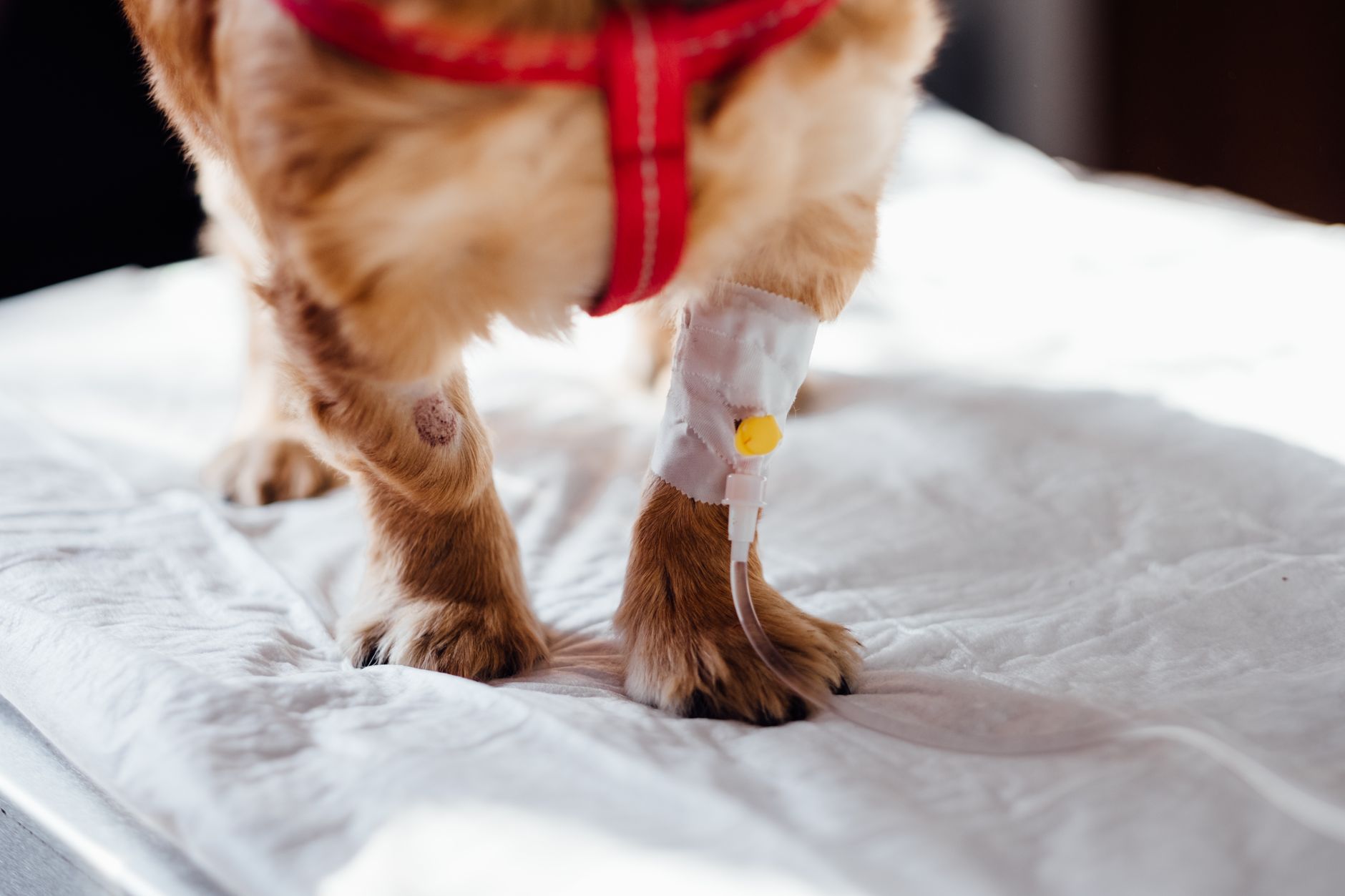 #3 — Limping Means See the Vet Now, Not Next Week