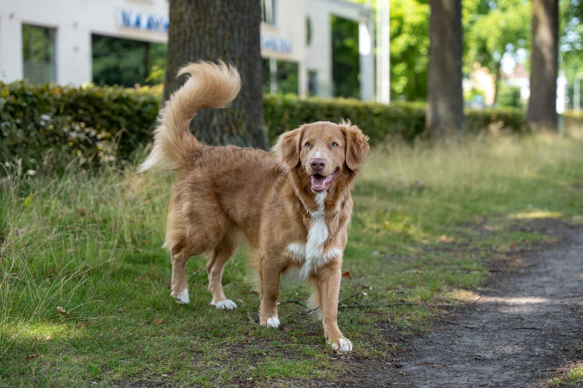 #12 — A Wagging Tail Doesn't Always Mean Happy