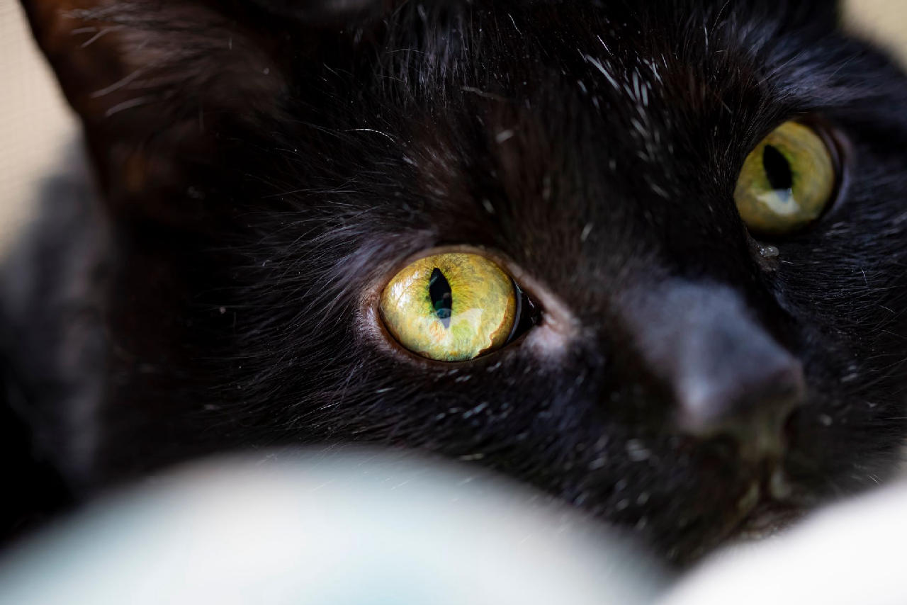 10 Cat Names That Were Popular in the 1960s and Deserve a Comeback ...
