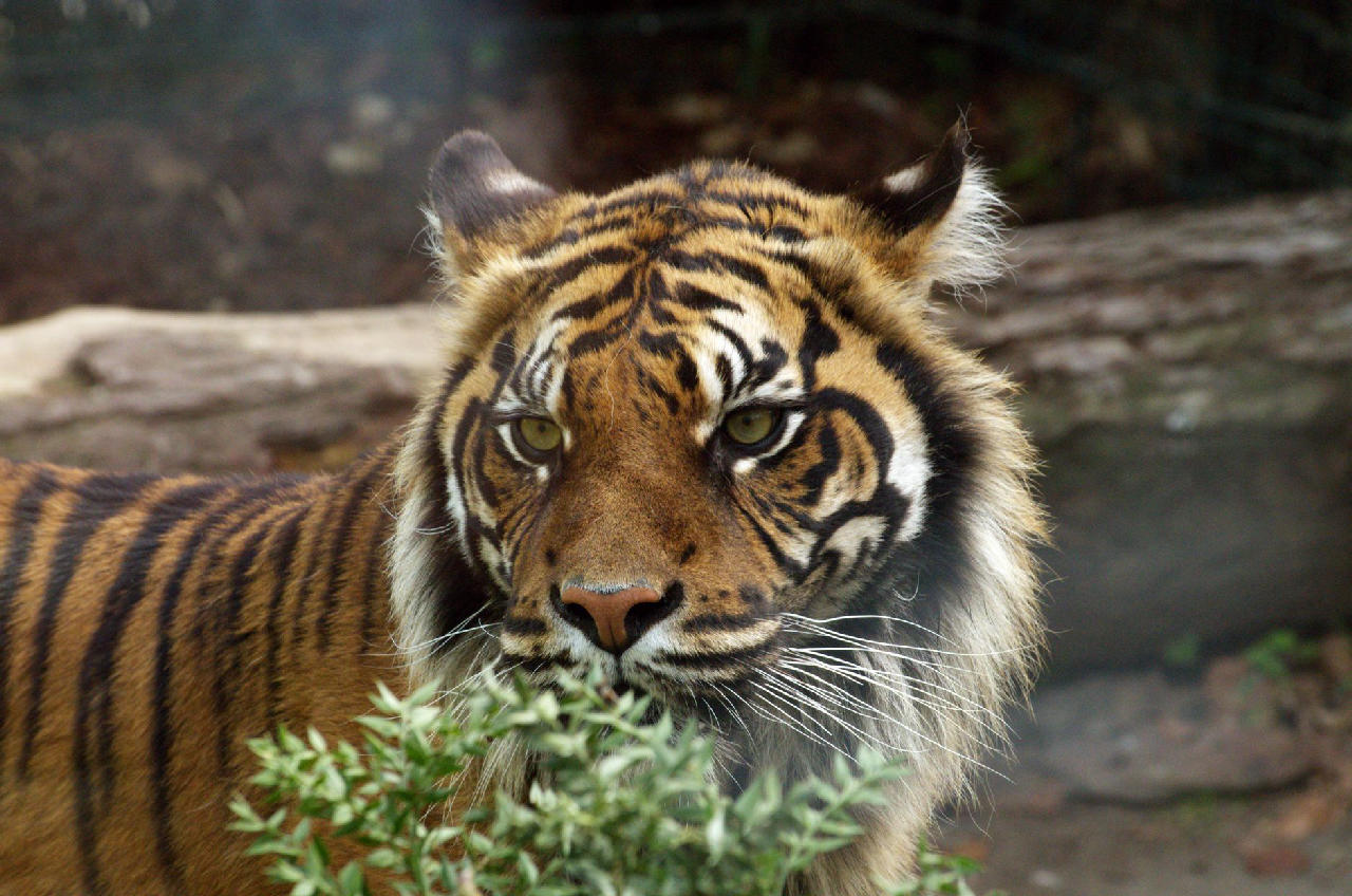 10 Cat Names That Were Popular in the 1960s and Deserve a Comeback ...