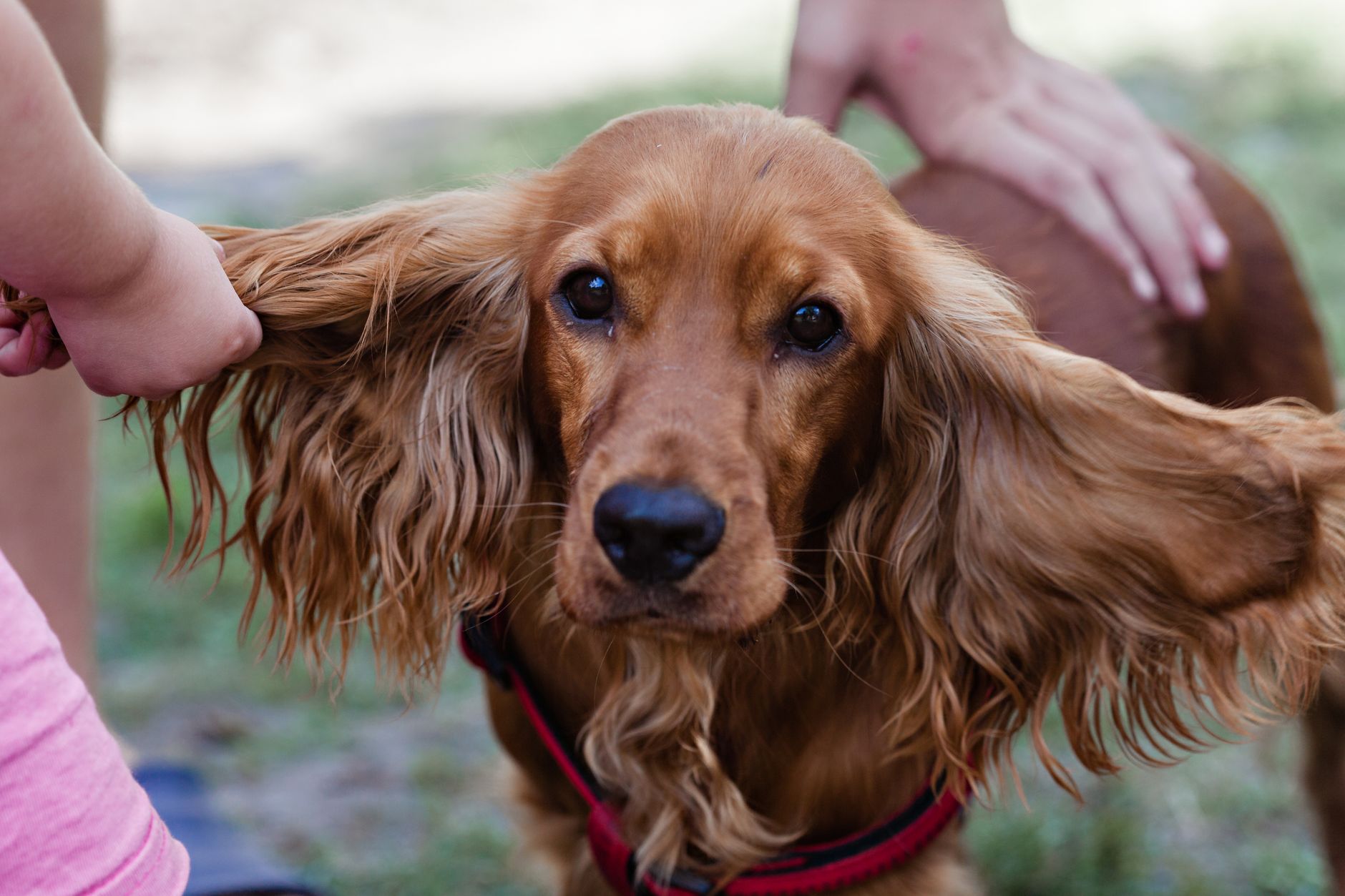 Bonus — The Five-Second Ear Check That Predicts Reactivity