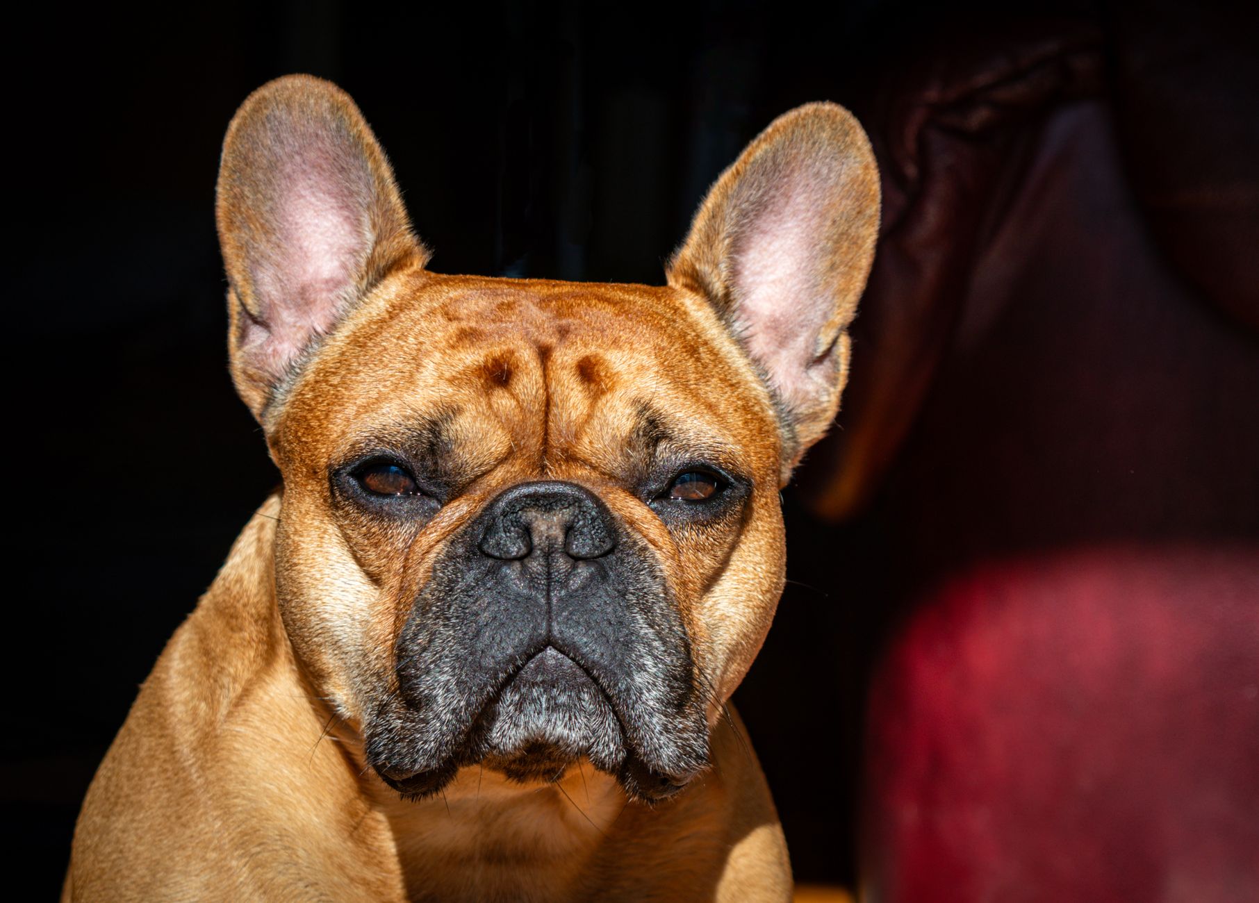 #15 — Ears Pinned Flat Against the Head