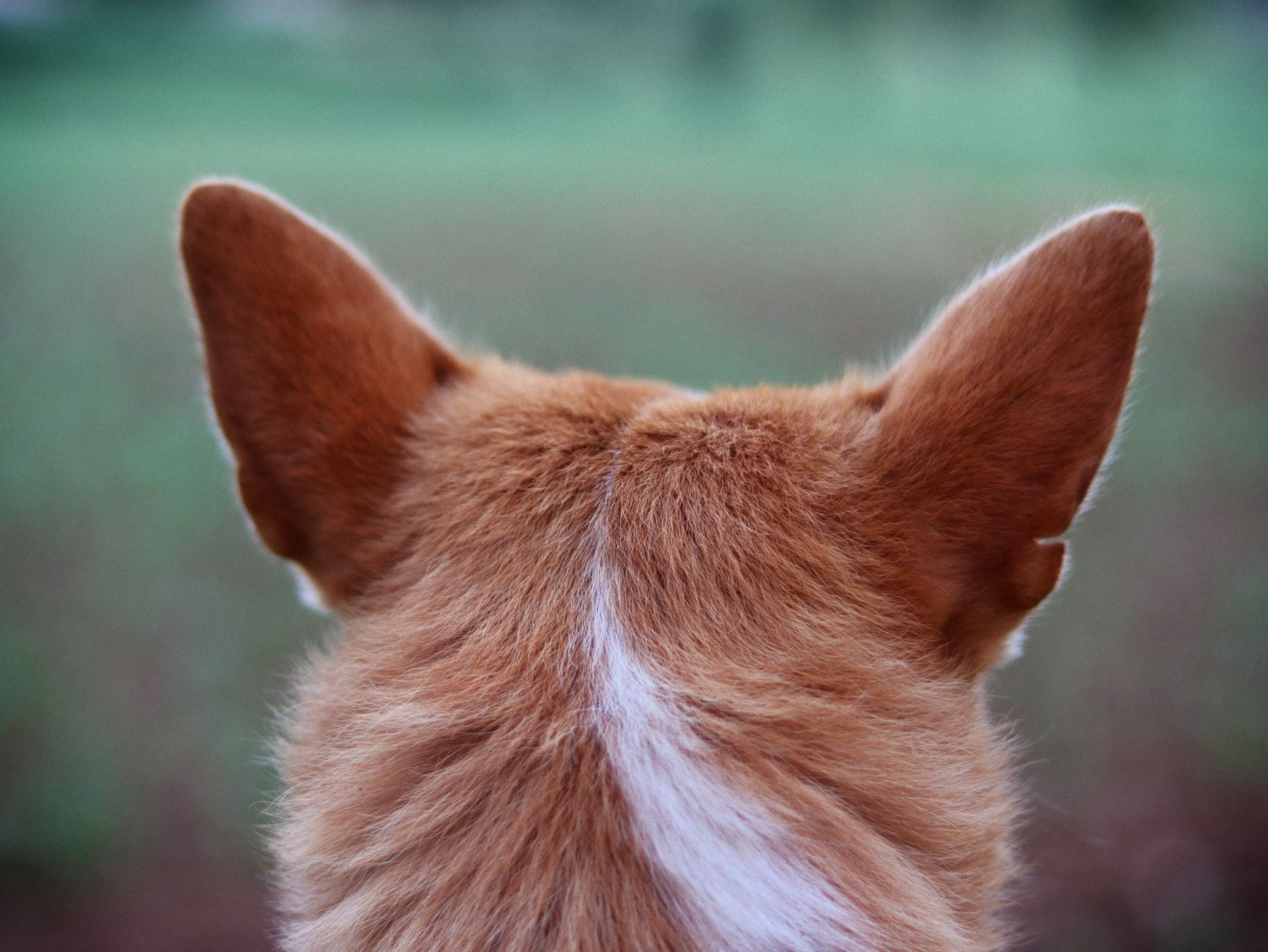 #5 — Ears Pressed Forward During Play