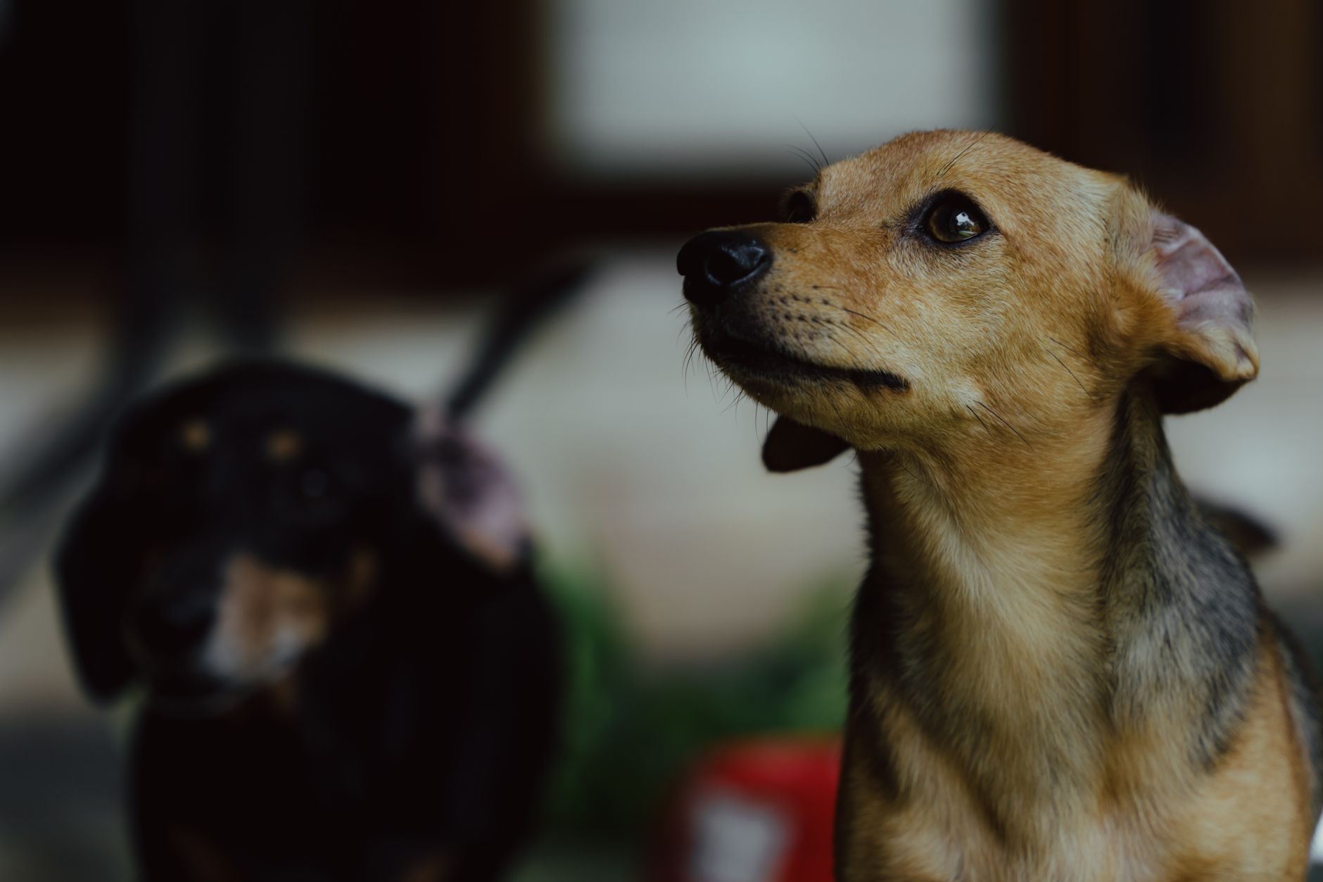 #7 — Ears Swiveling Independently and Constantly
