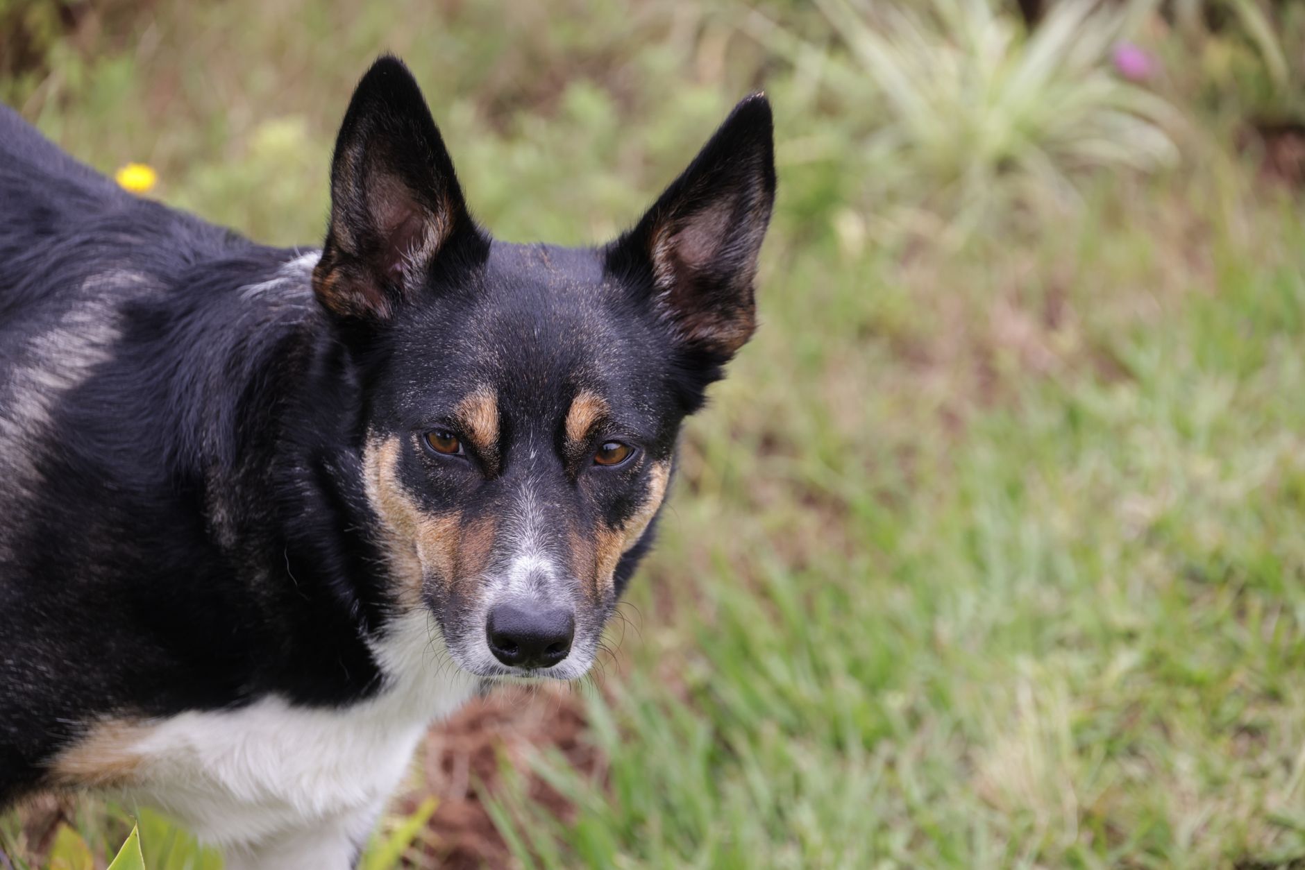 #13 — Ears Pricked and Rotated Forward