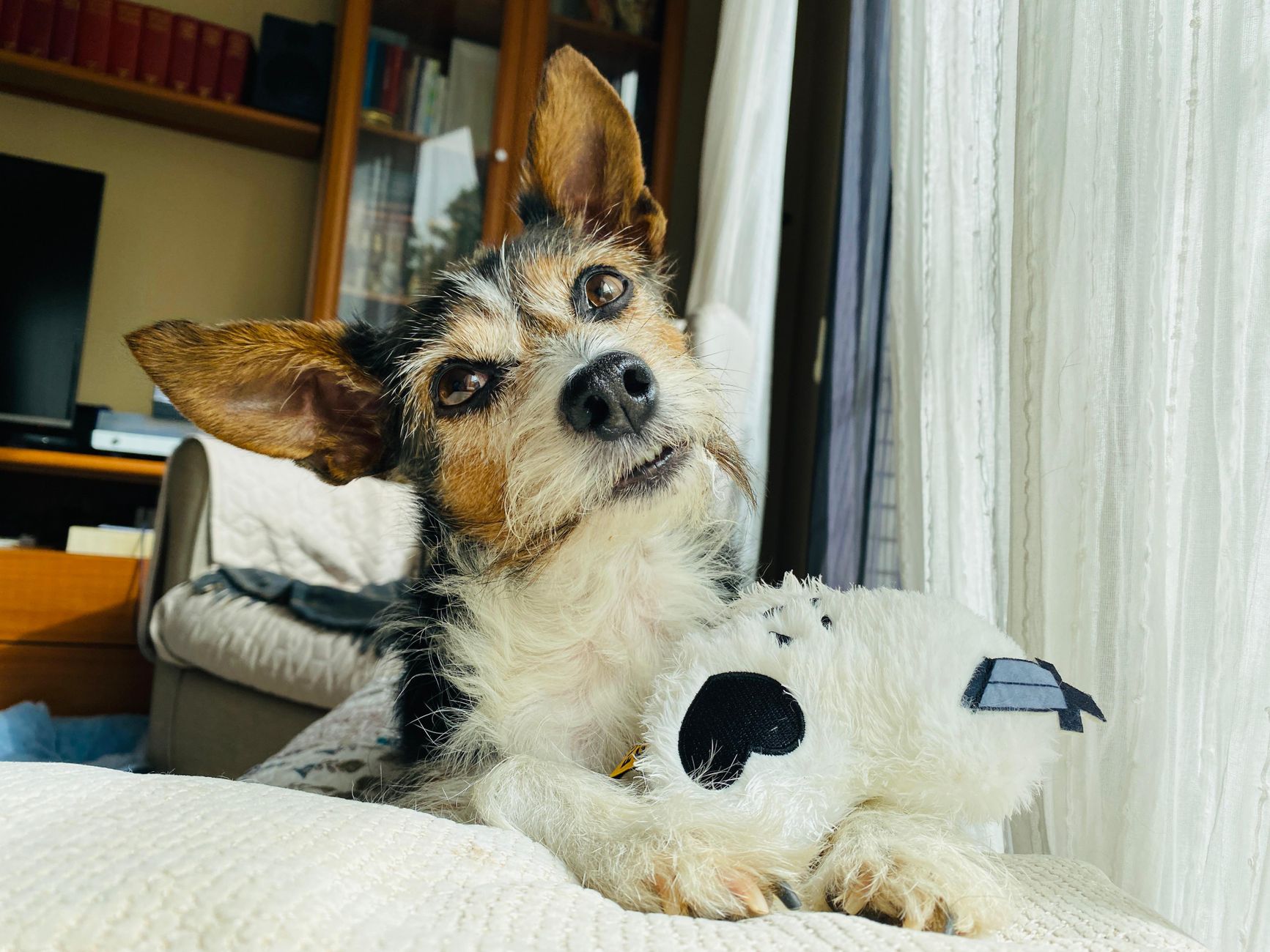 #6 — Ears Forward With a Head Tilt