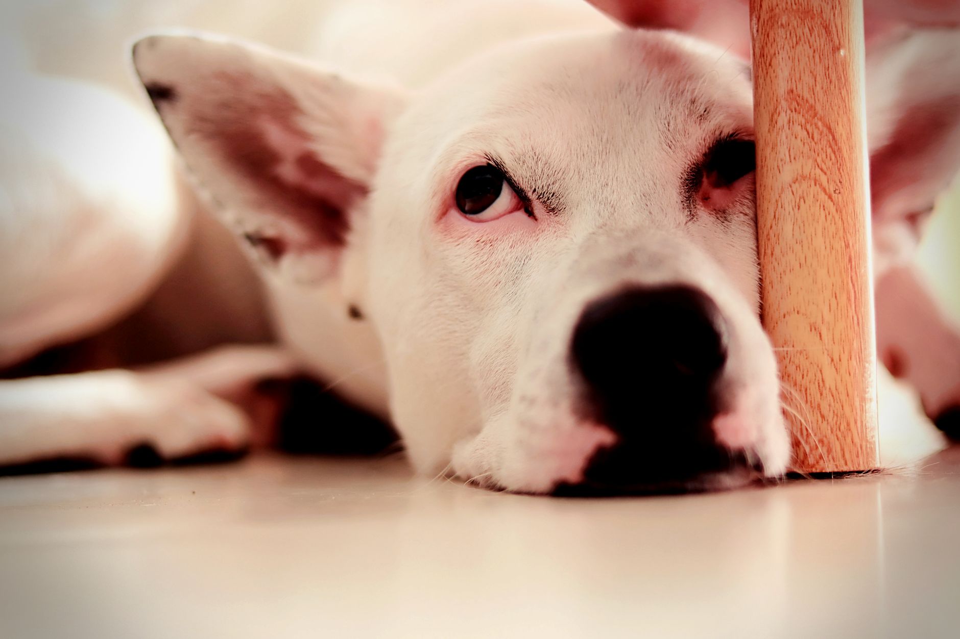 #9 — Ears Relaxed and Tilted Slightly Out