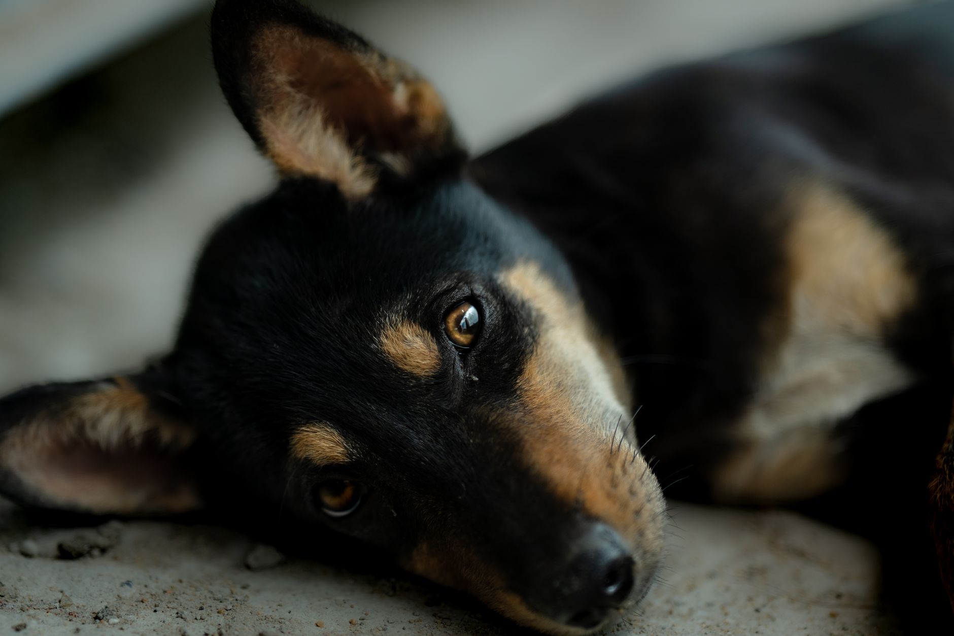 #8 — Ears Pulled Back While Tail Wags