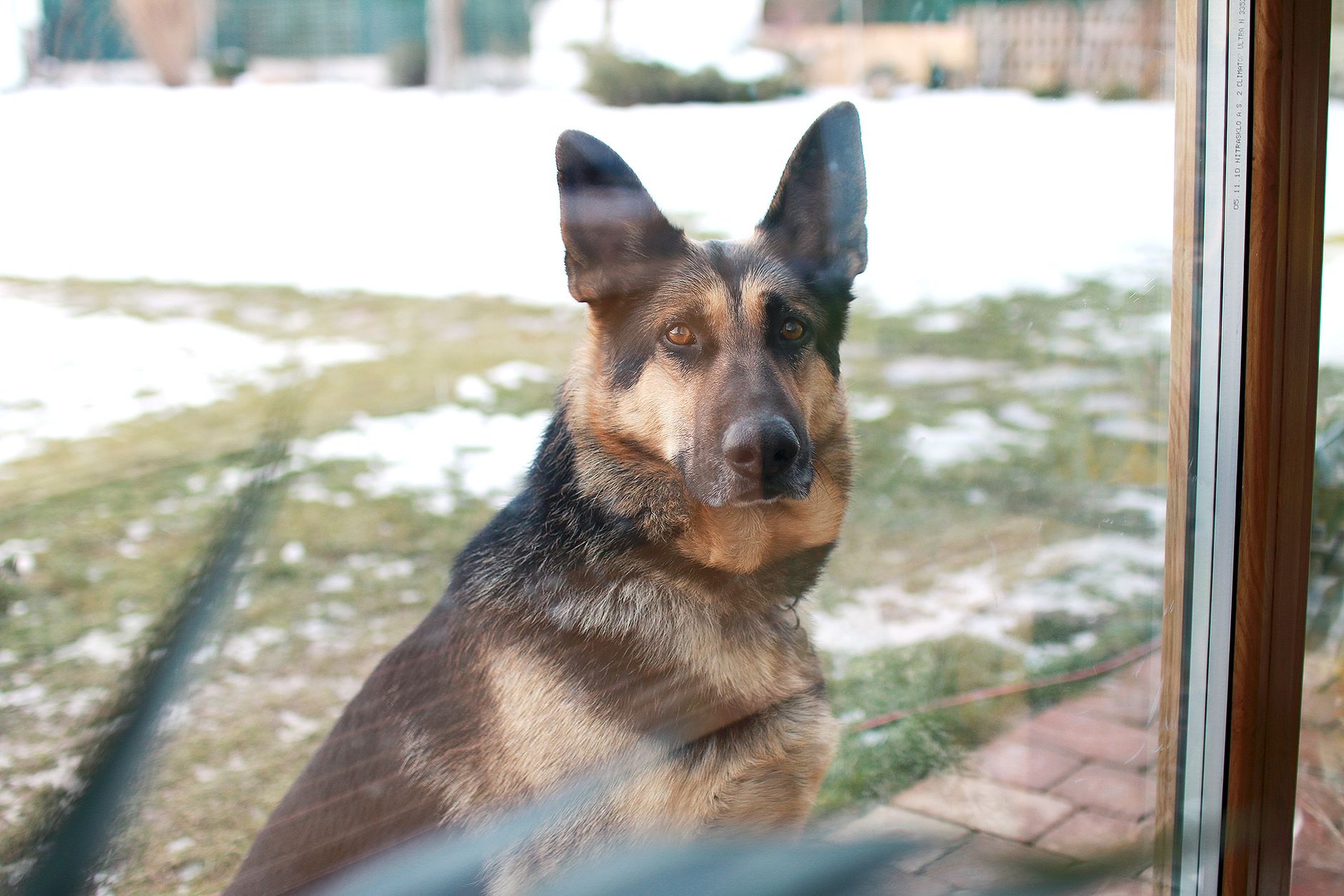 #14 — One Ear Forward, One Ear Back