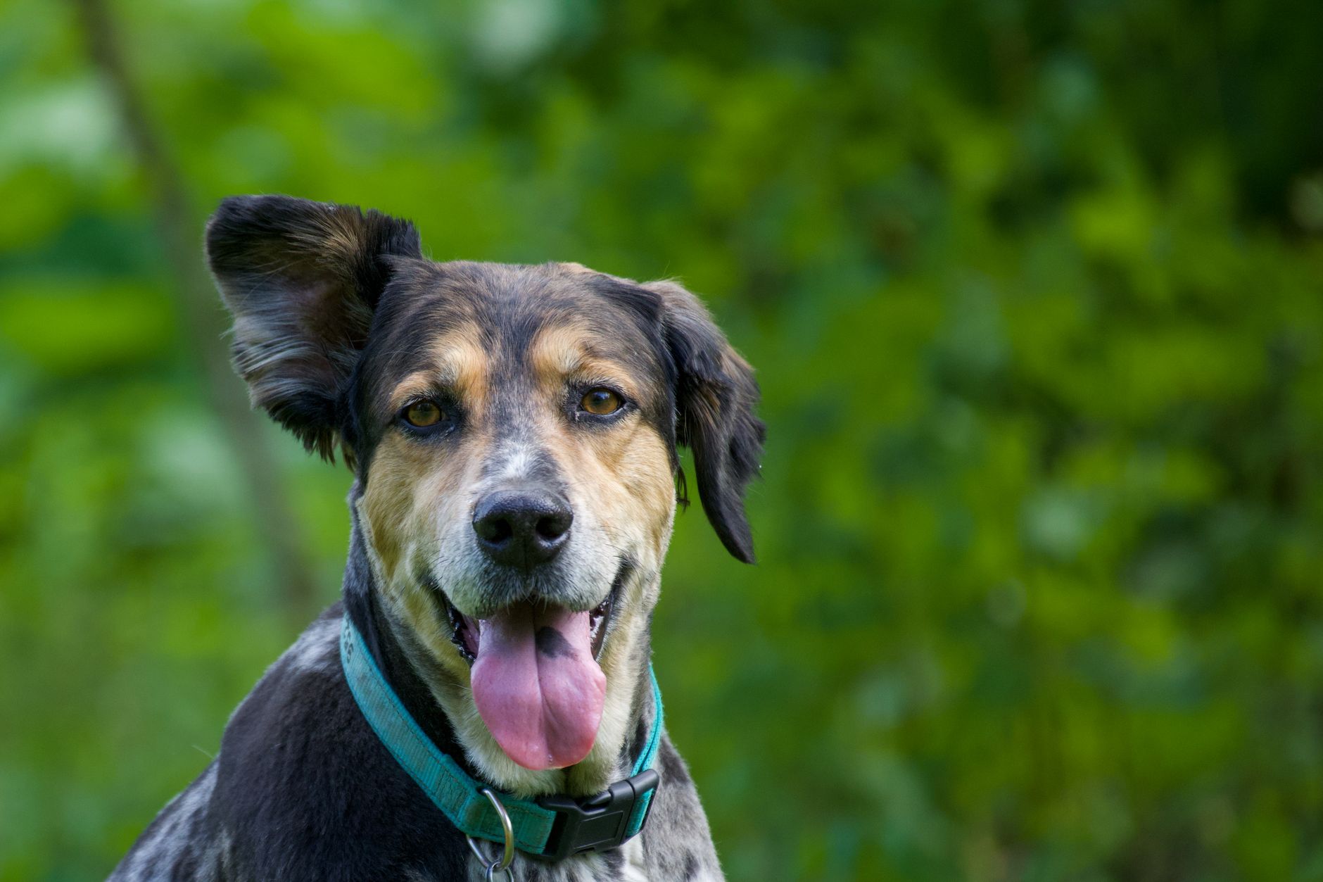 What Your Dog’s Ears Are Telling You Before It Makes a Sound