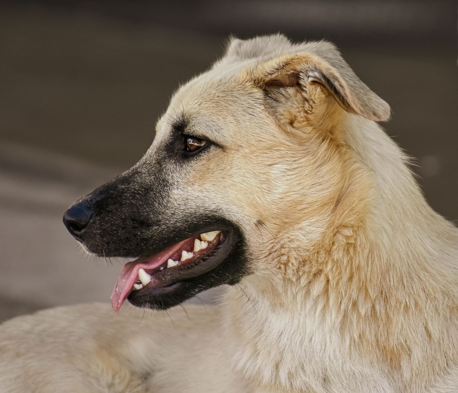 #3 — Ears Pinned Back With Teeth Showing