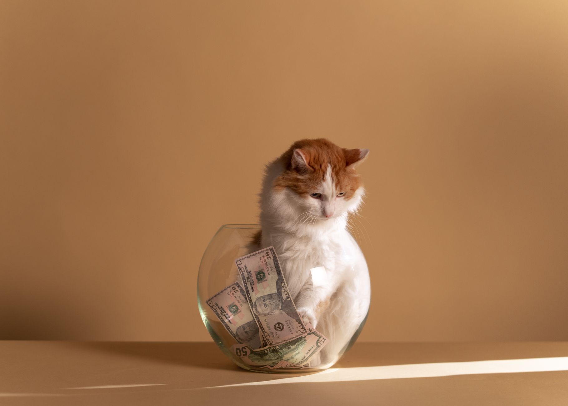 8 Things Your Cat Has Learned About Your Mornings Before You Wake Up