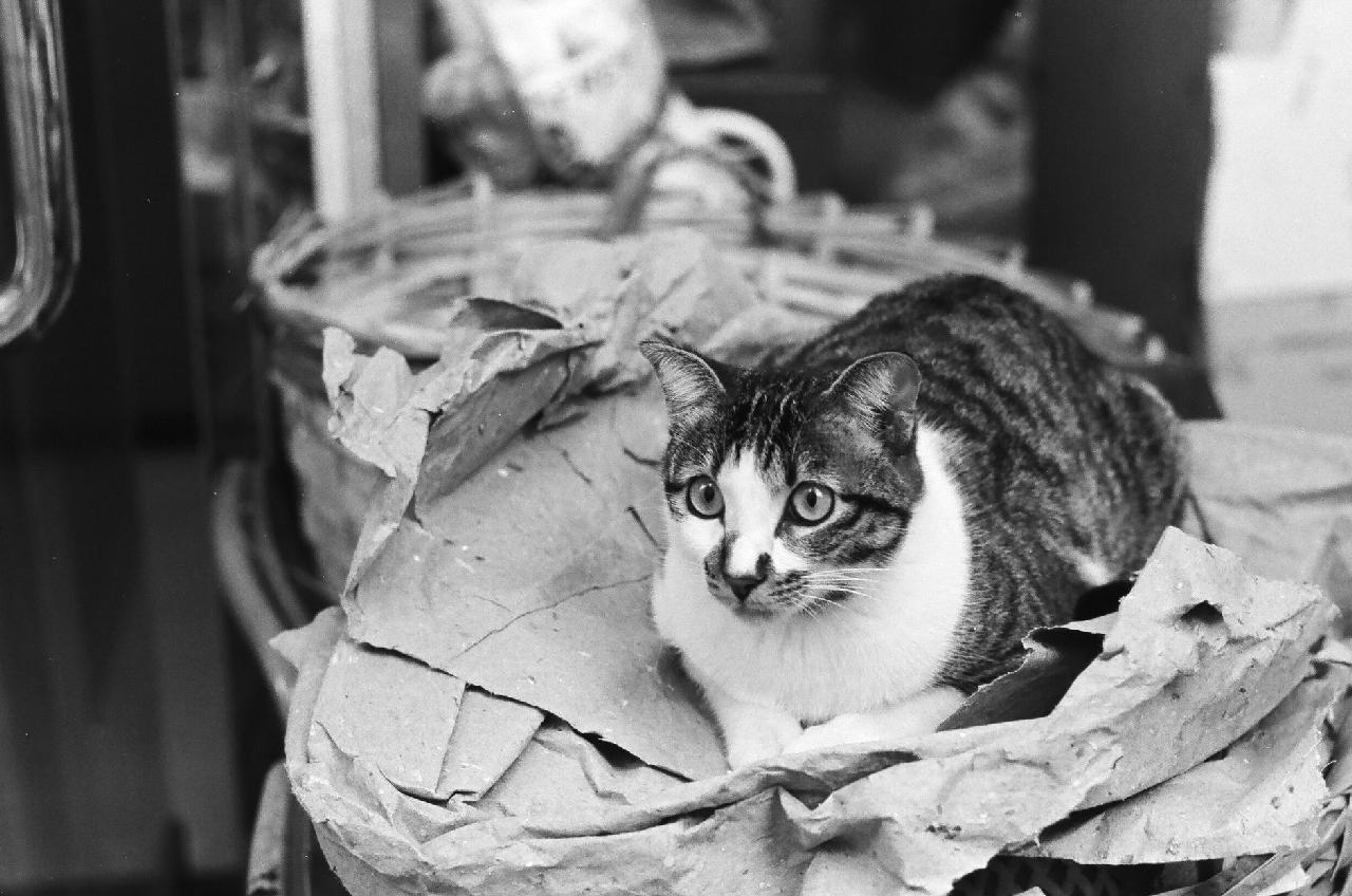 11 Reasons Cats Sit on Paper, Laptops and Newspapers | Feline Fam