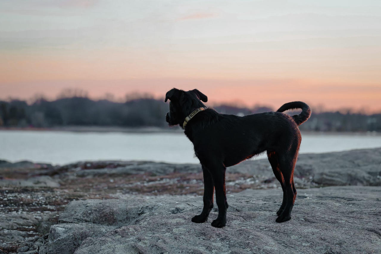 This Is Why Your Dog Watches Your Face So Closely: They're Reading Your ...