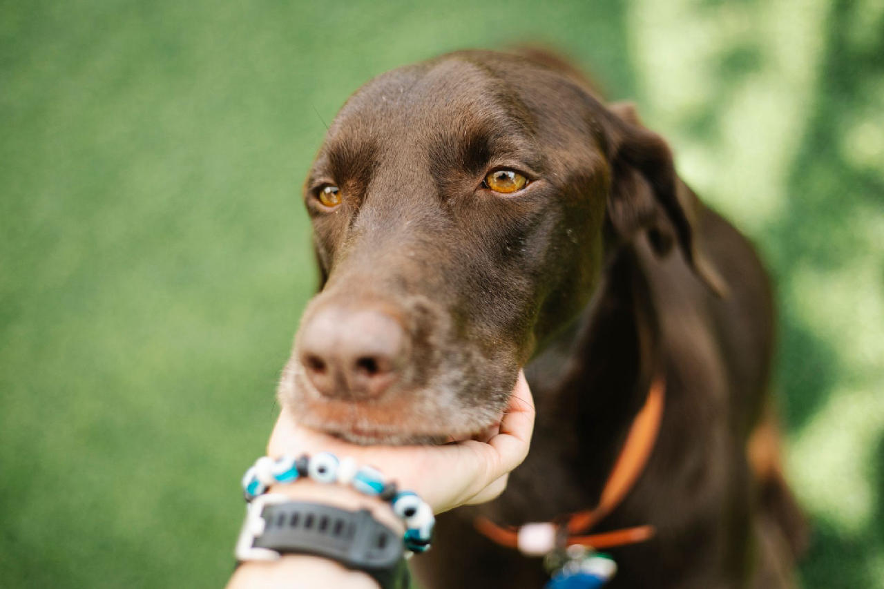 Reconizing Anger This Is Why Your Dog Watches Your Face So Closely: They're Reading Your ...